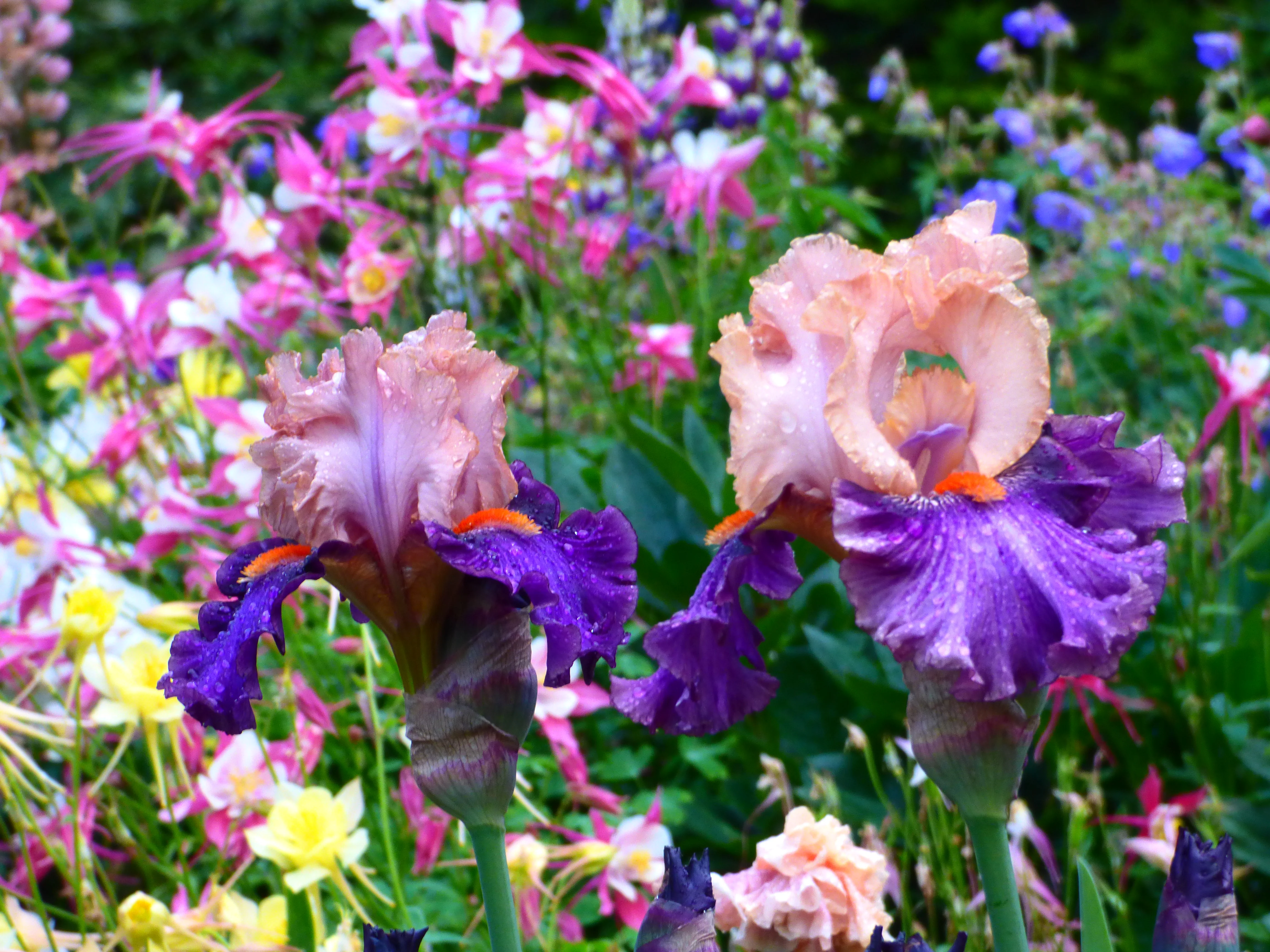 Petalpalooza - Image 4