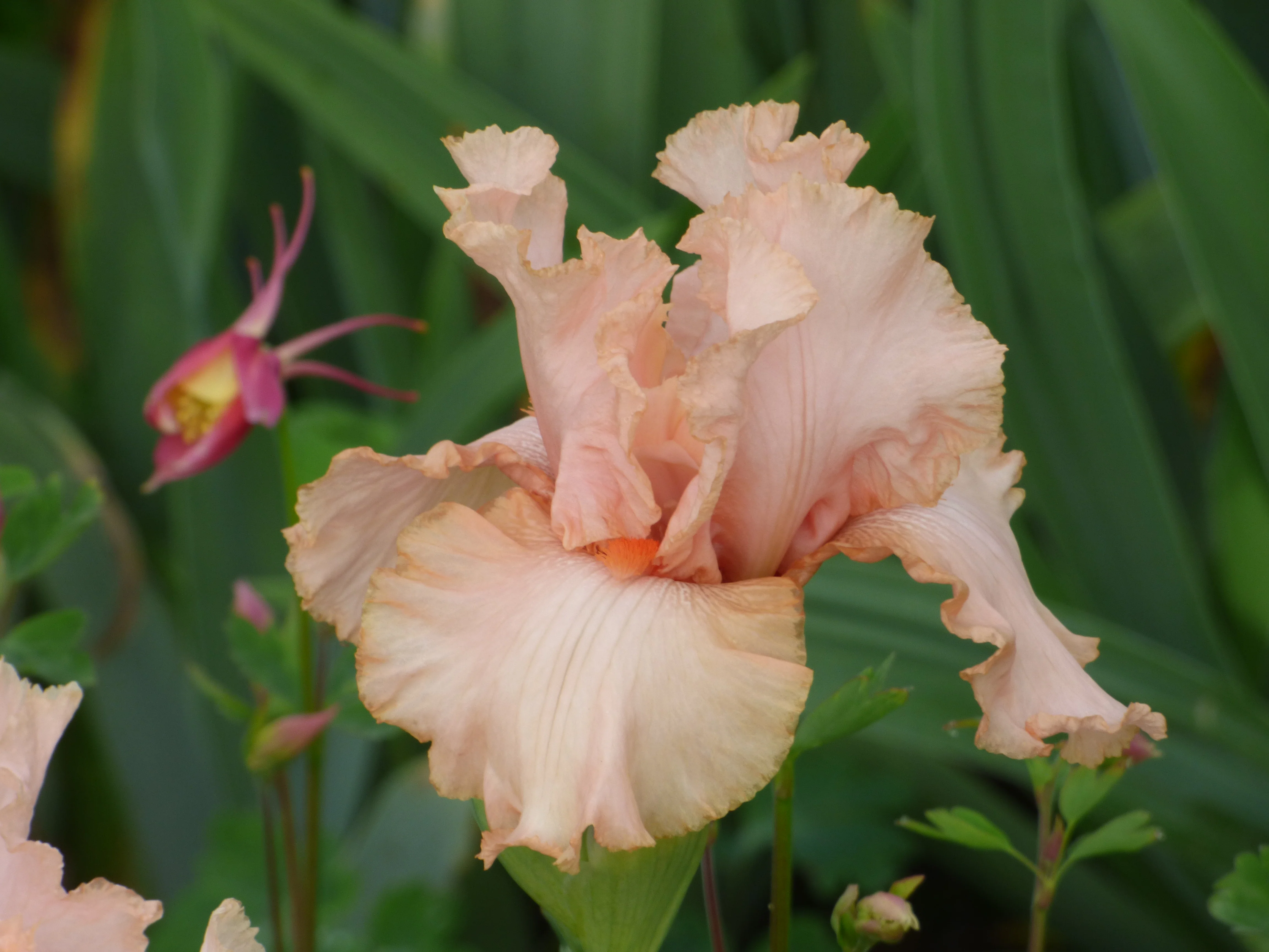 Pink Attraction - Image 2