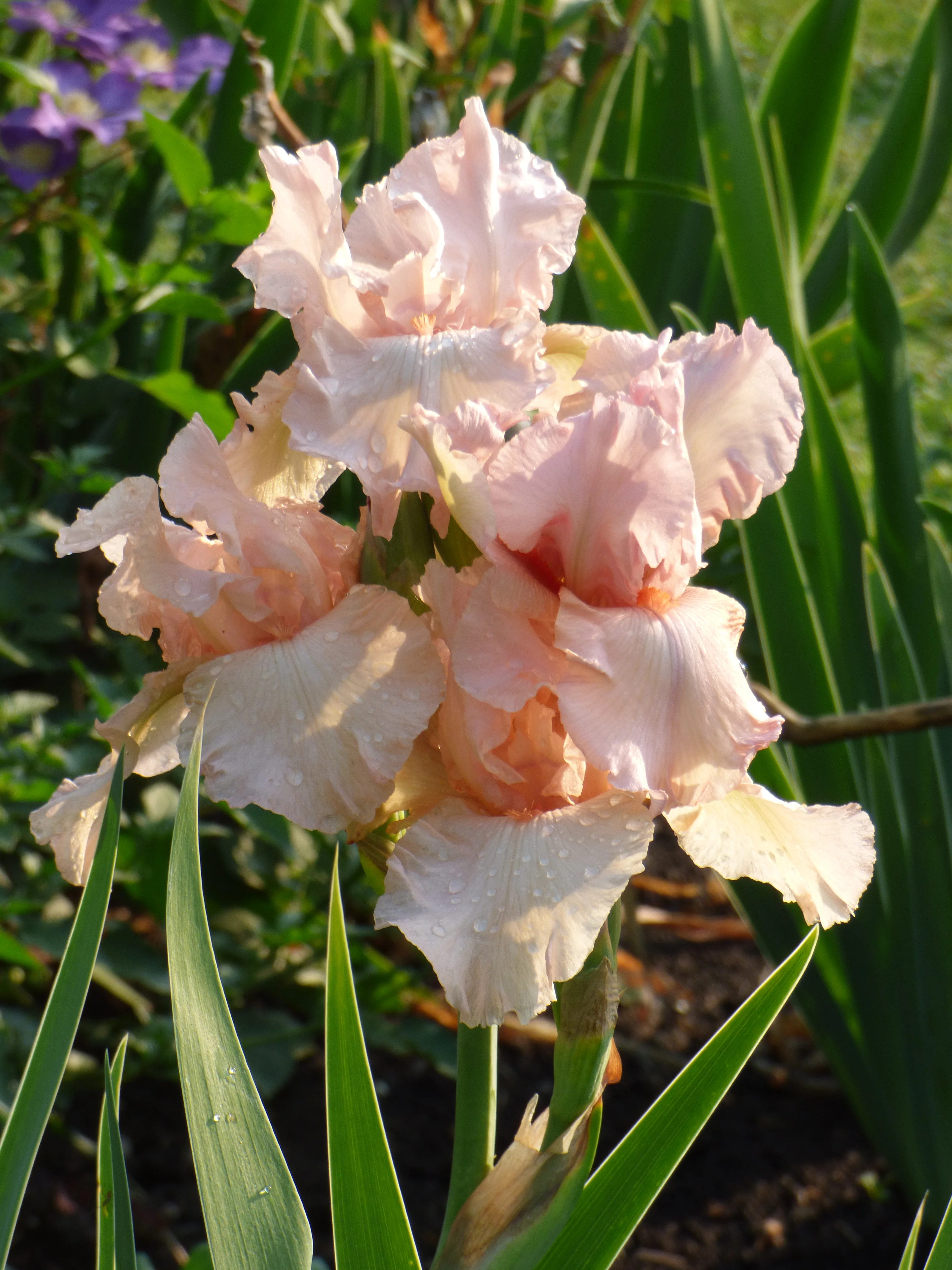 Pink Attraction - Image 3