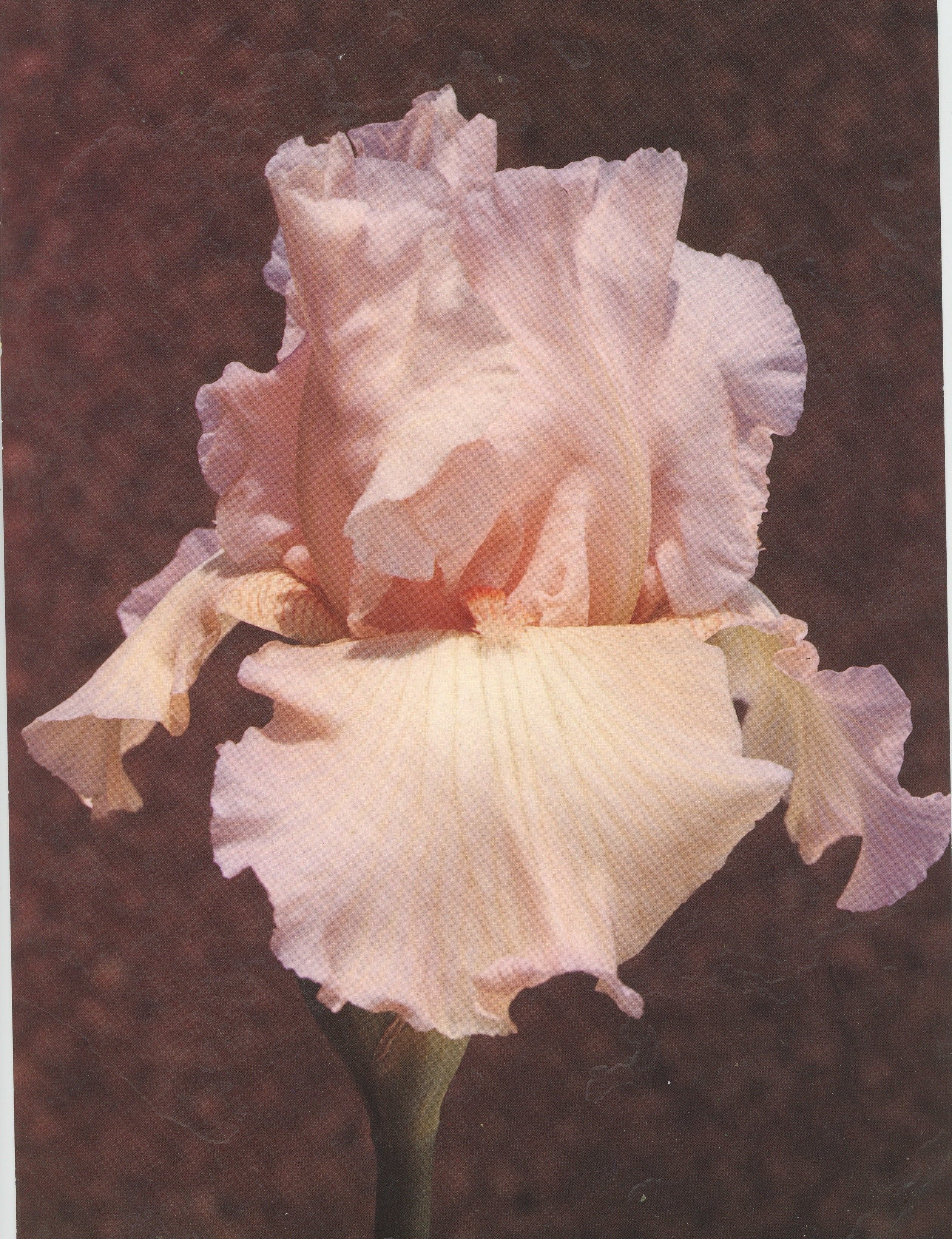 Pink Taffeta