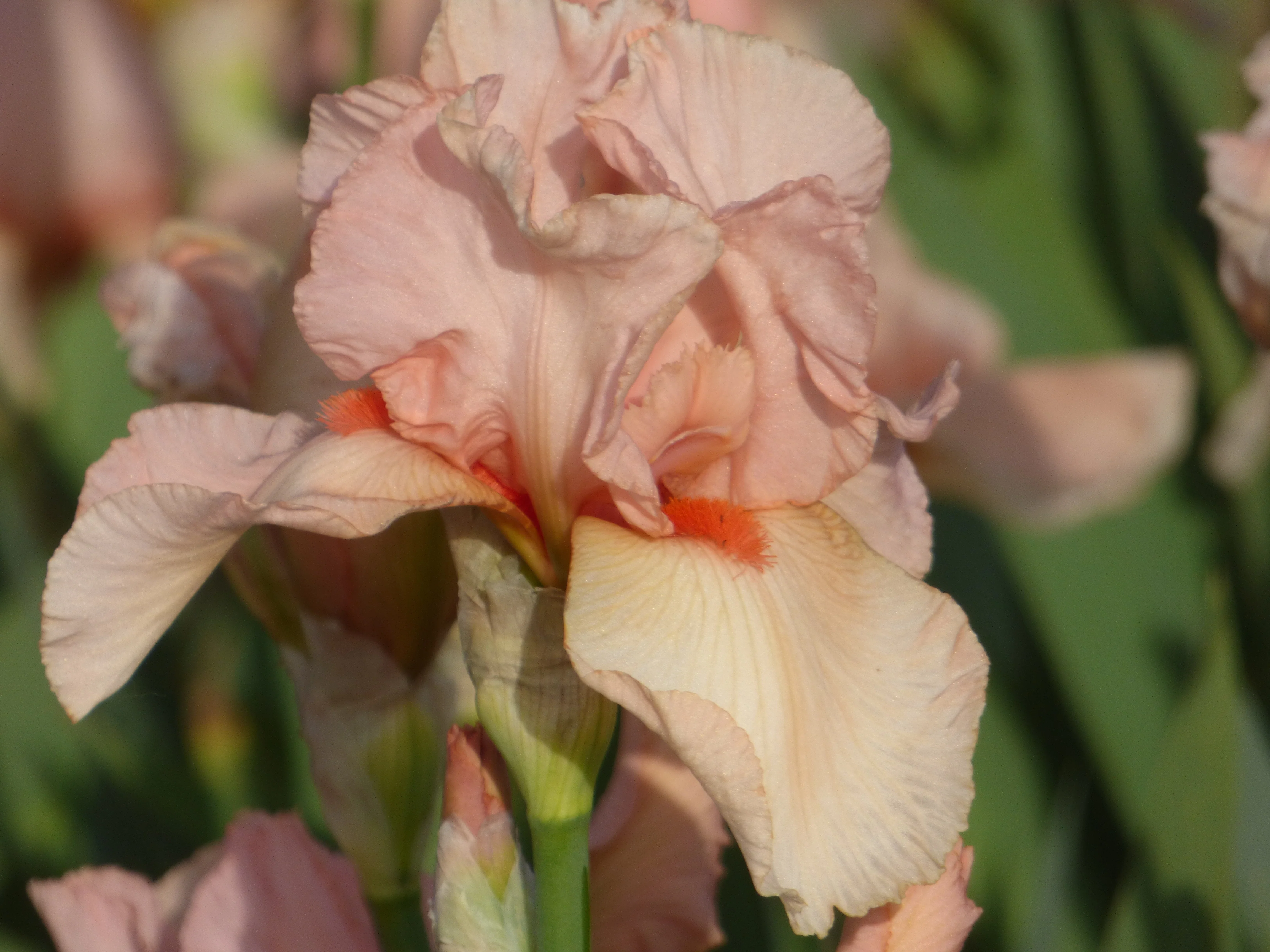 Pink Taffeta - Image 2