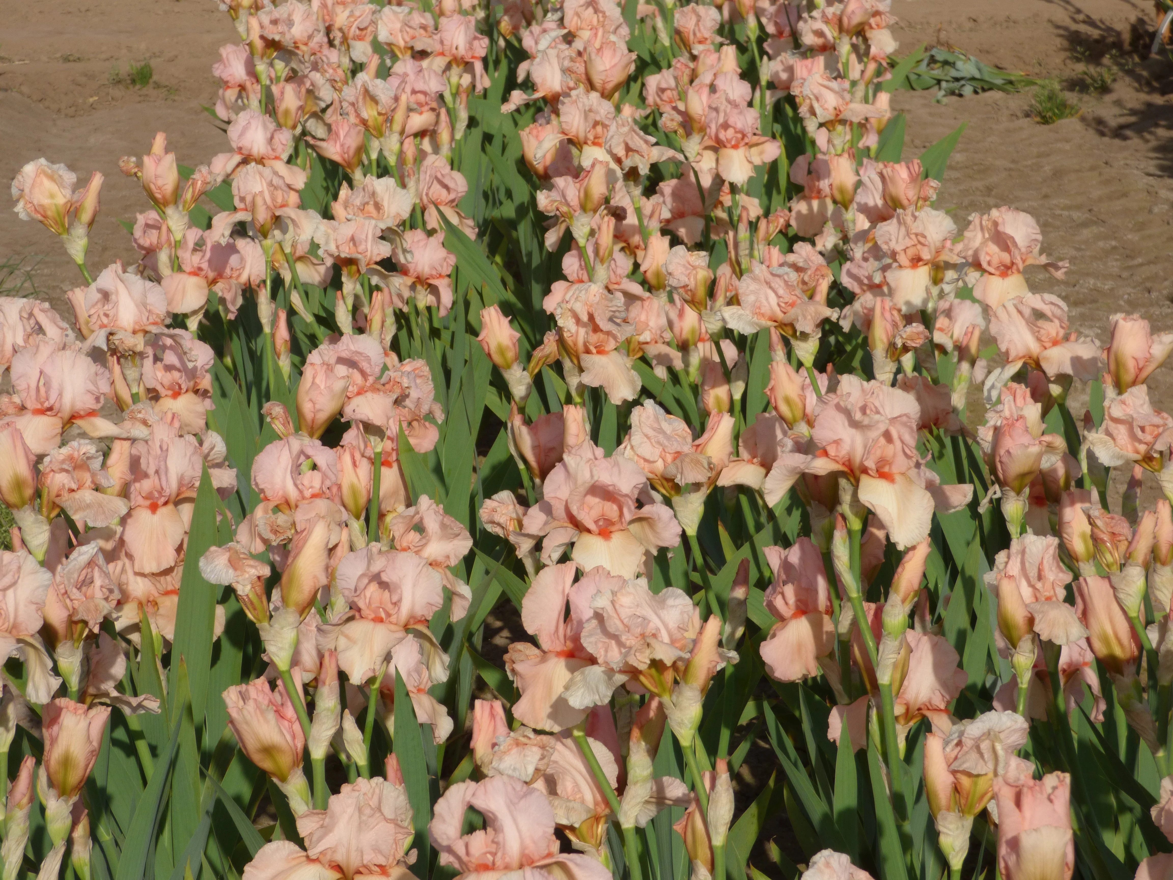 Pink Taffeta - Image 3