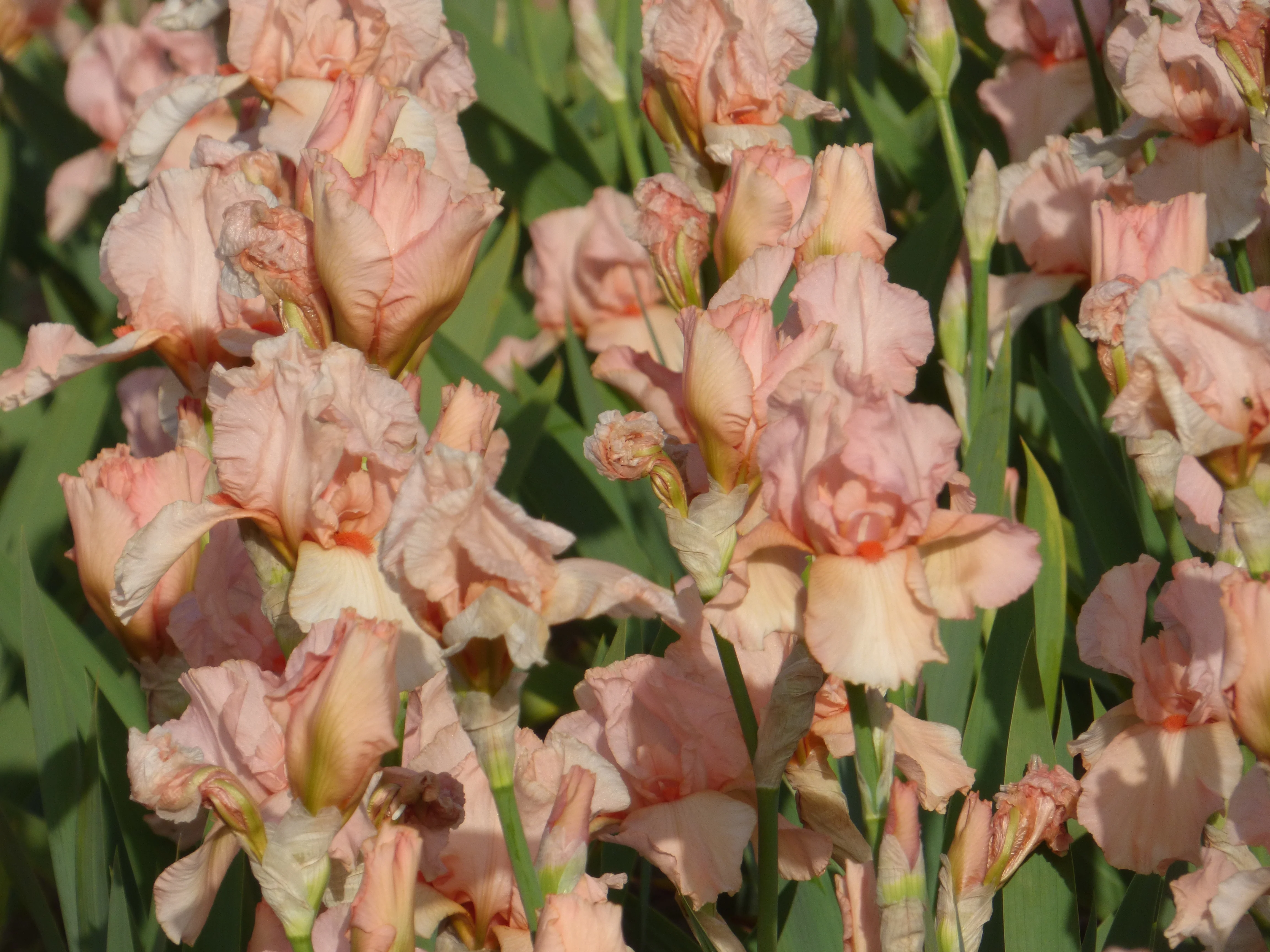 Pink Taffeta - Image 4