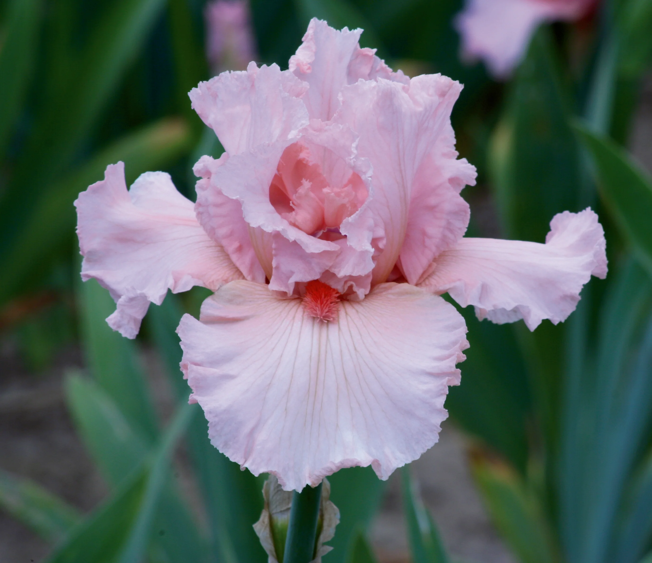 Pinking of You