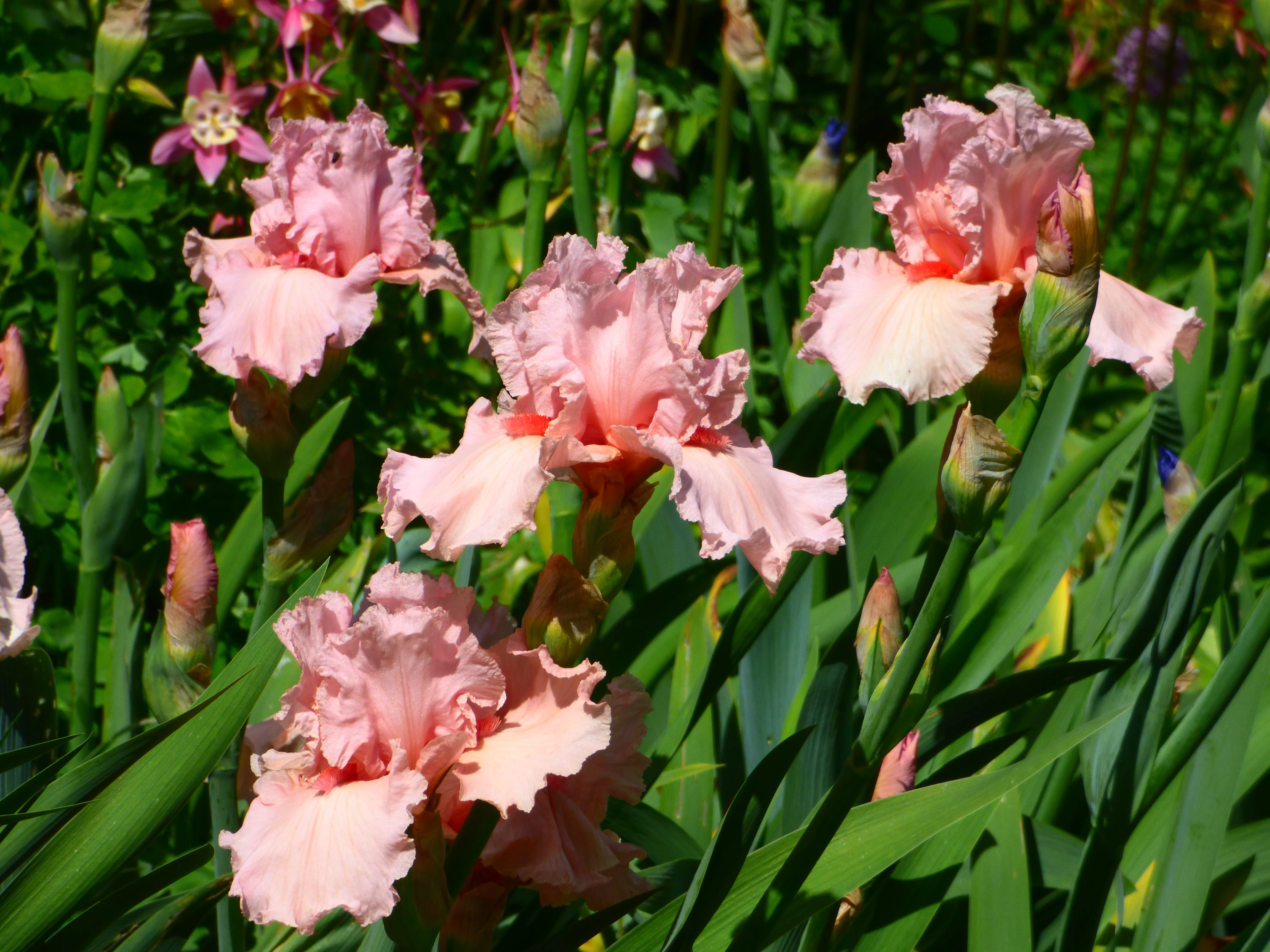 Pinking of You - Image 2