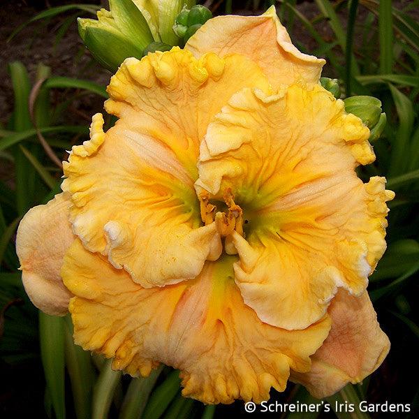 Pleated Pumpkin