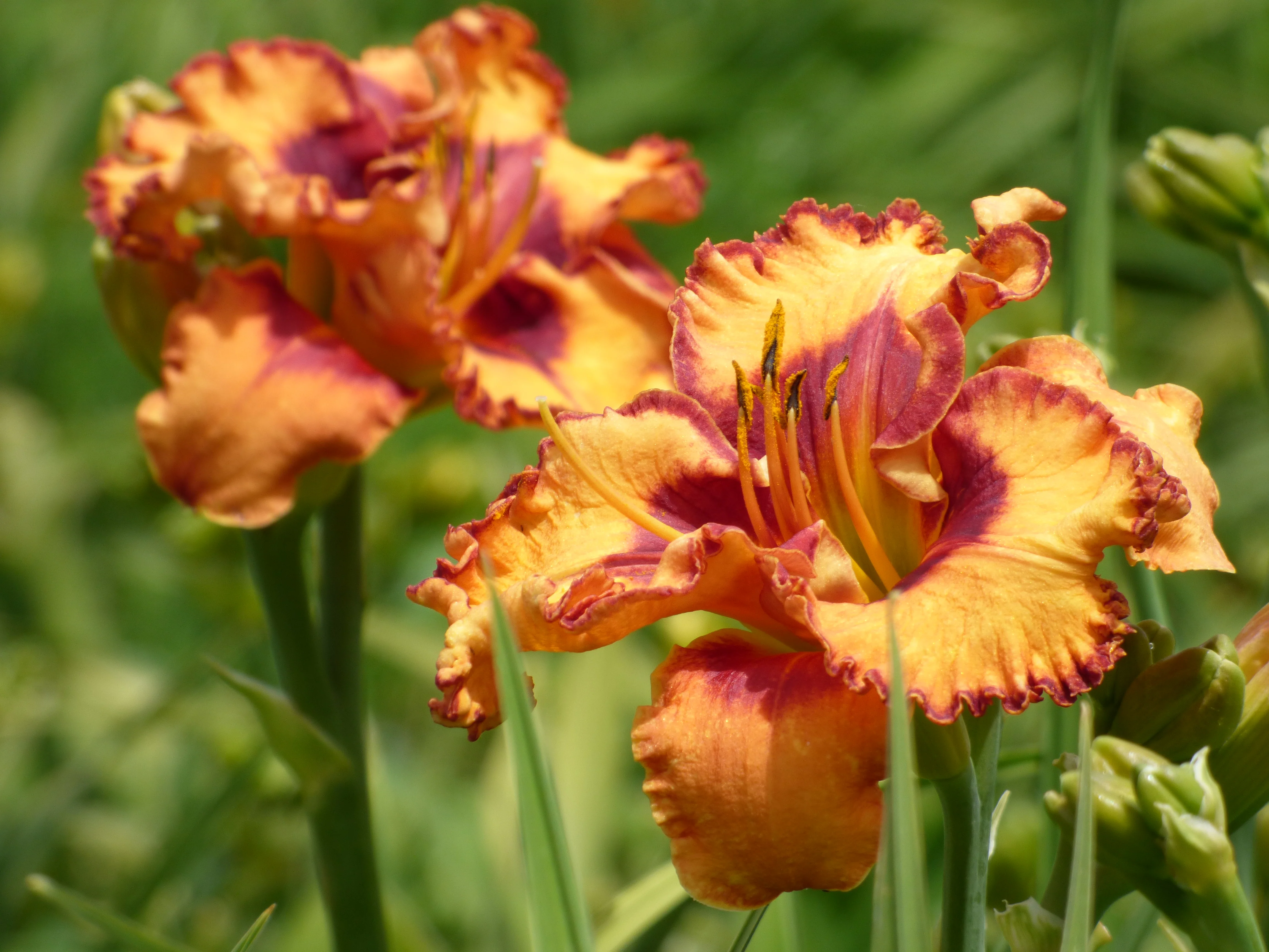Pointed Perfection - Image 2