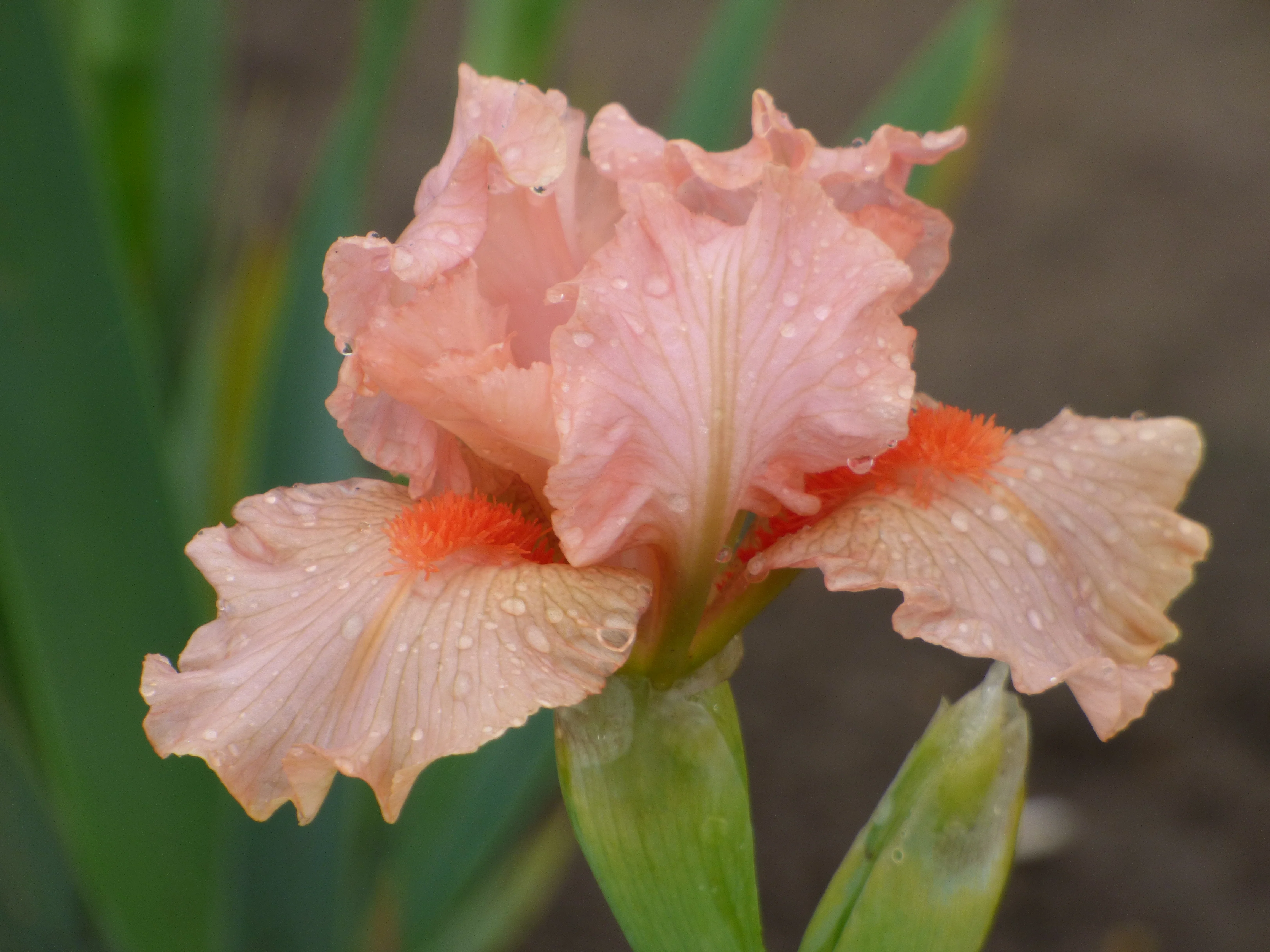 Portland Pink - Image 3
