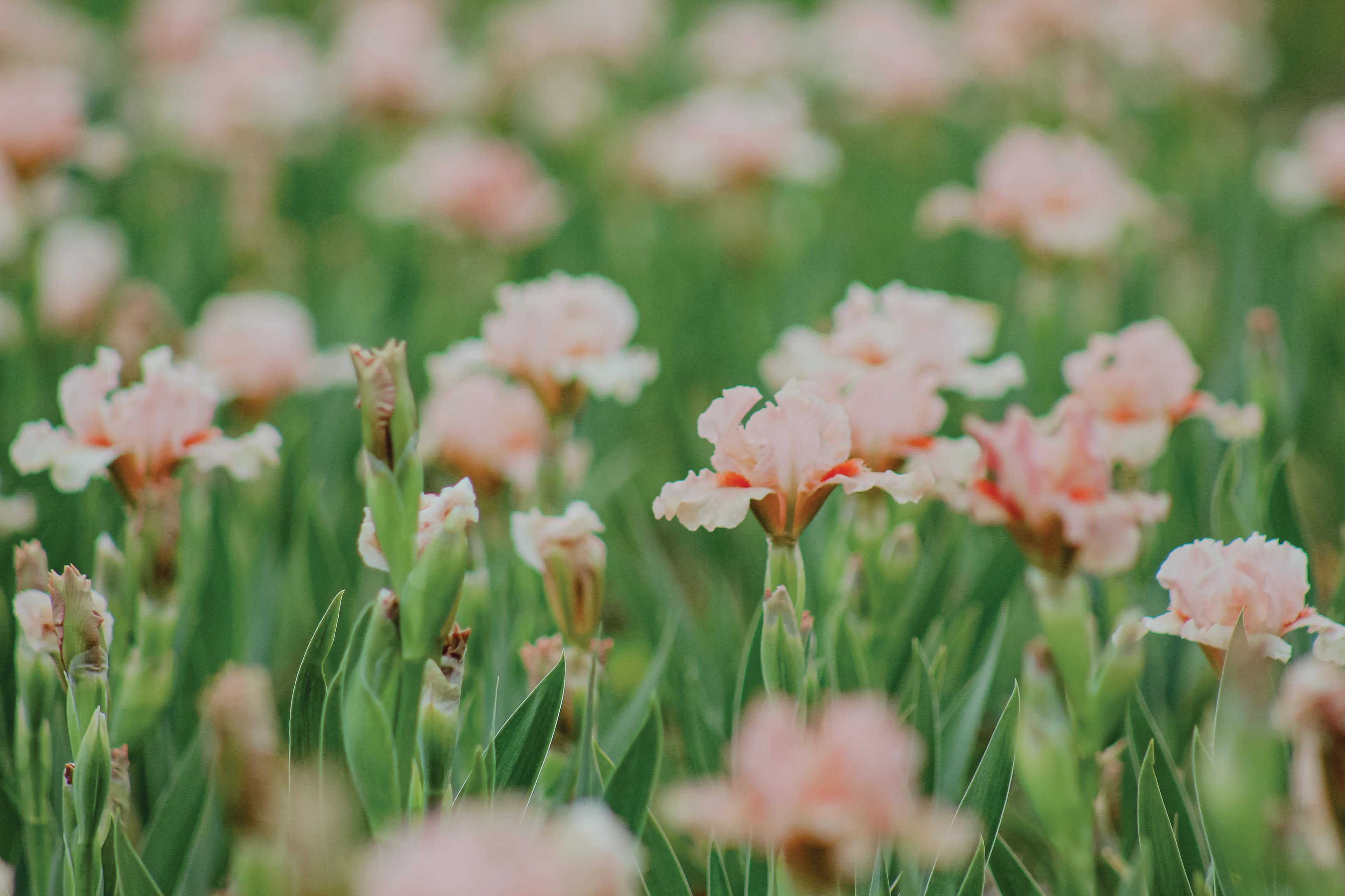 Portland Pink - Image 4