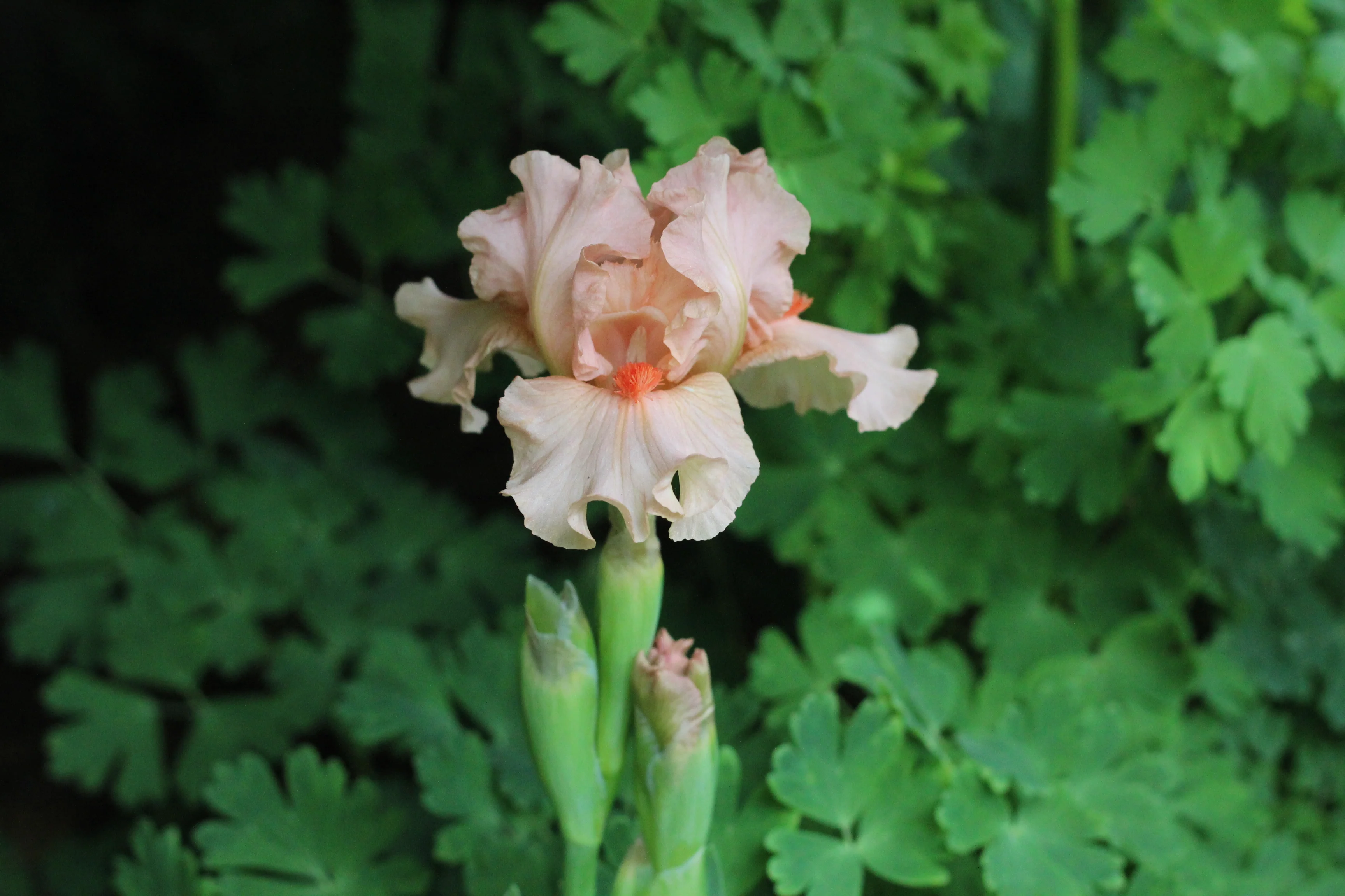 Portland Pink - Image 5