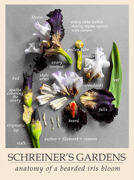 Iris Anatomy Poster