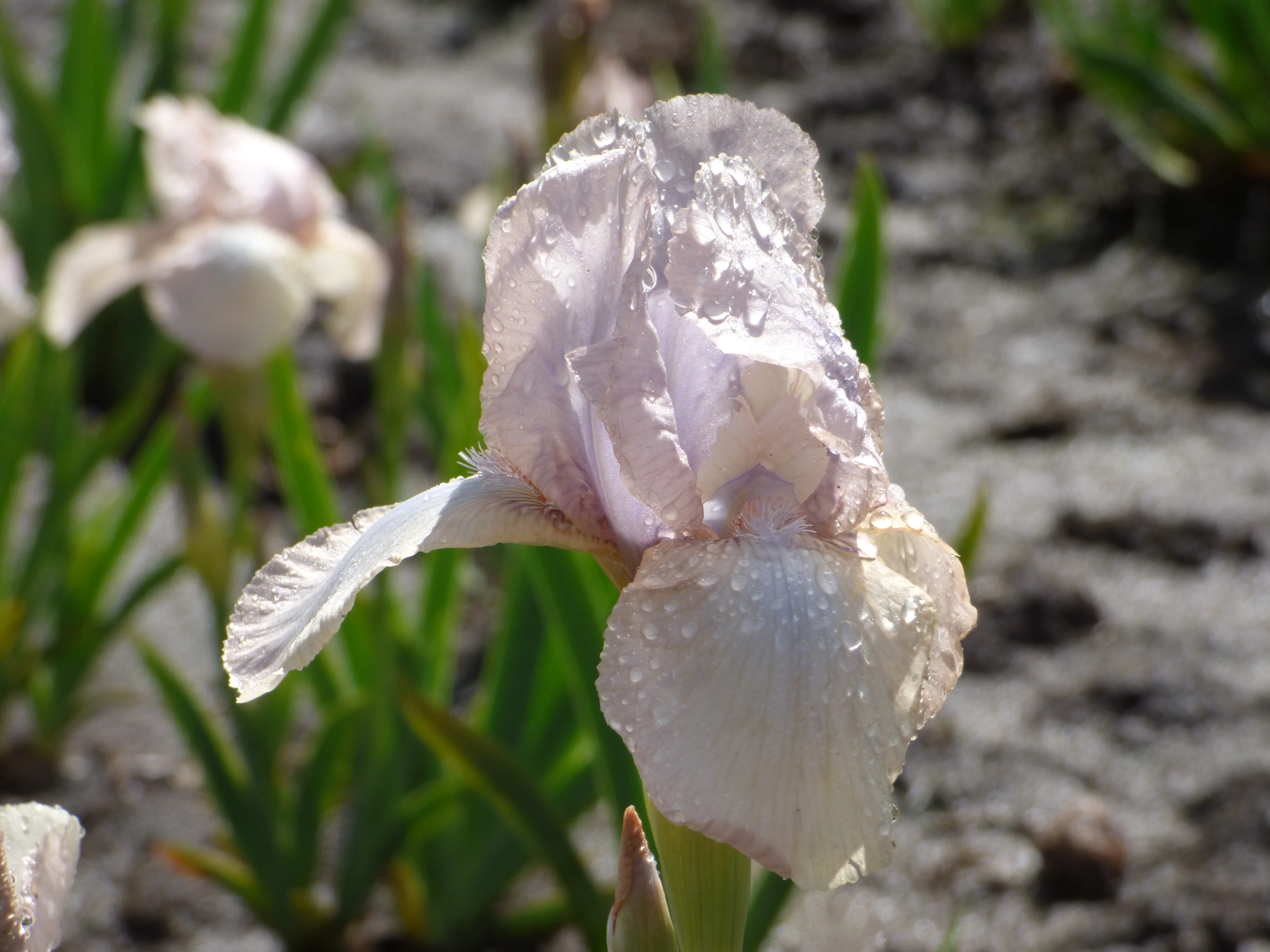 Precious Little Pink - Image 3