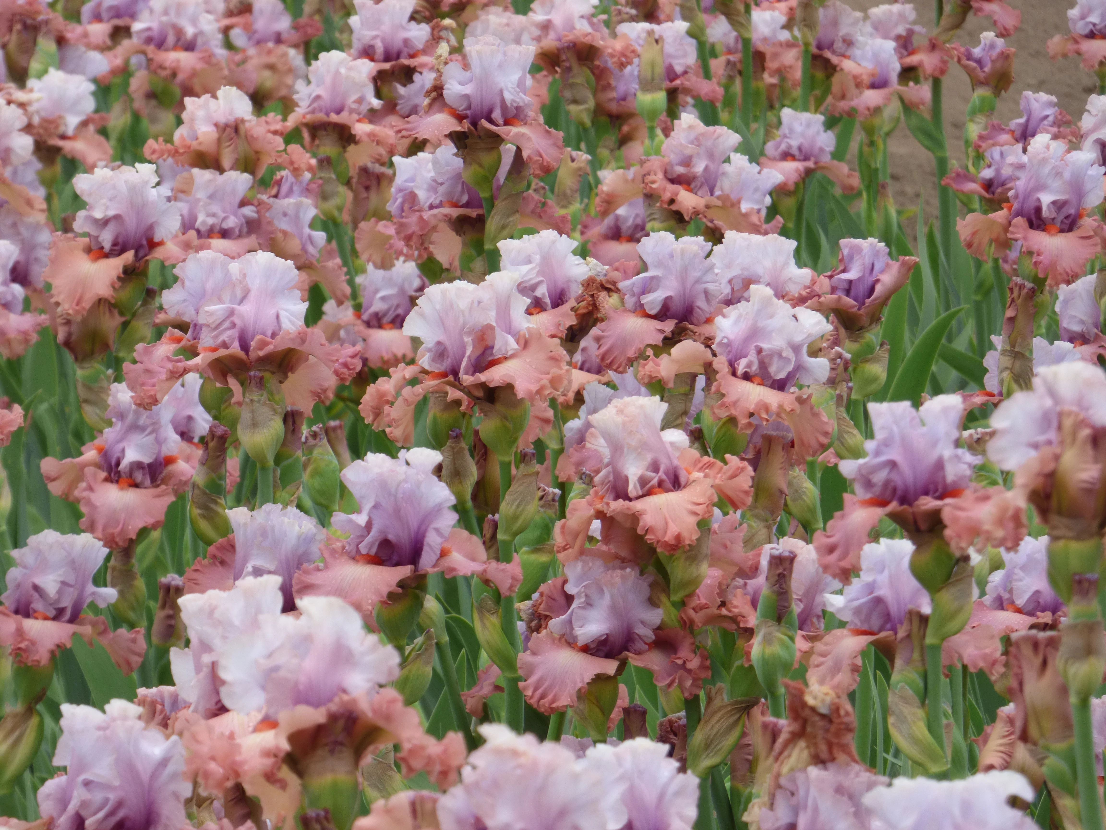 Pretty Rich - Image 3