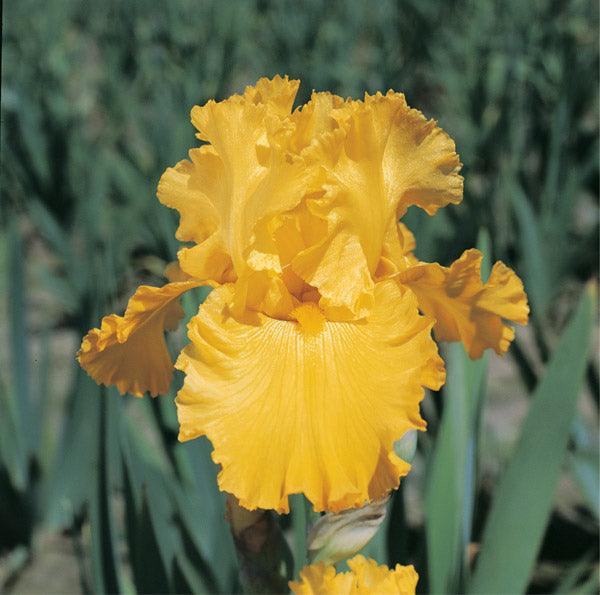 Pure As Gold - Image 4