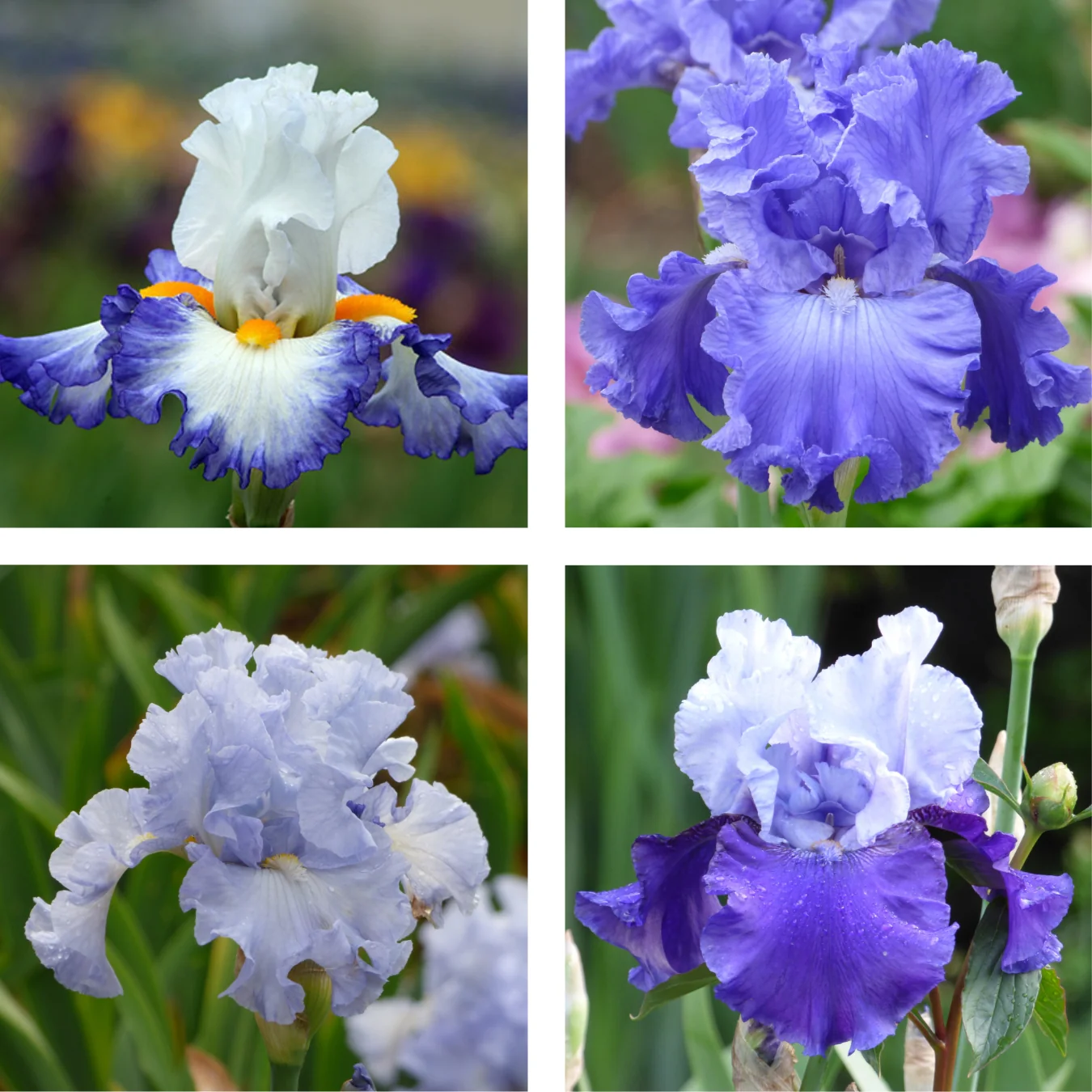 Color Collection, Purple/Blue - 15, 25, or 50 - Image 2