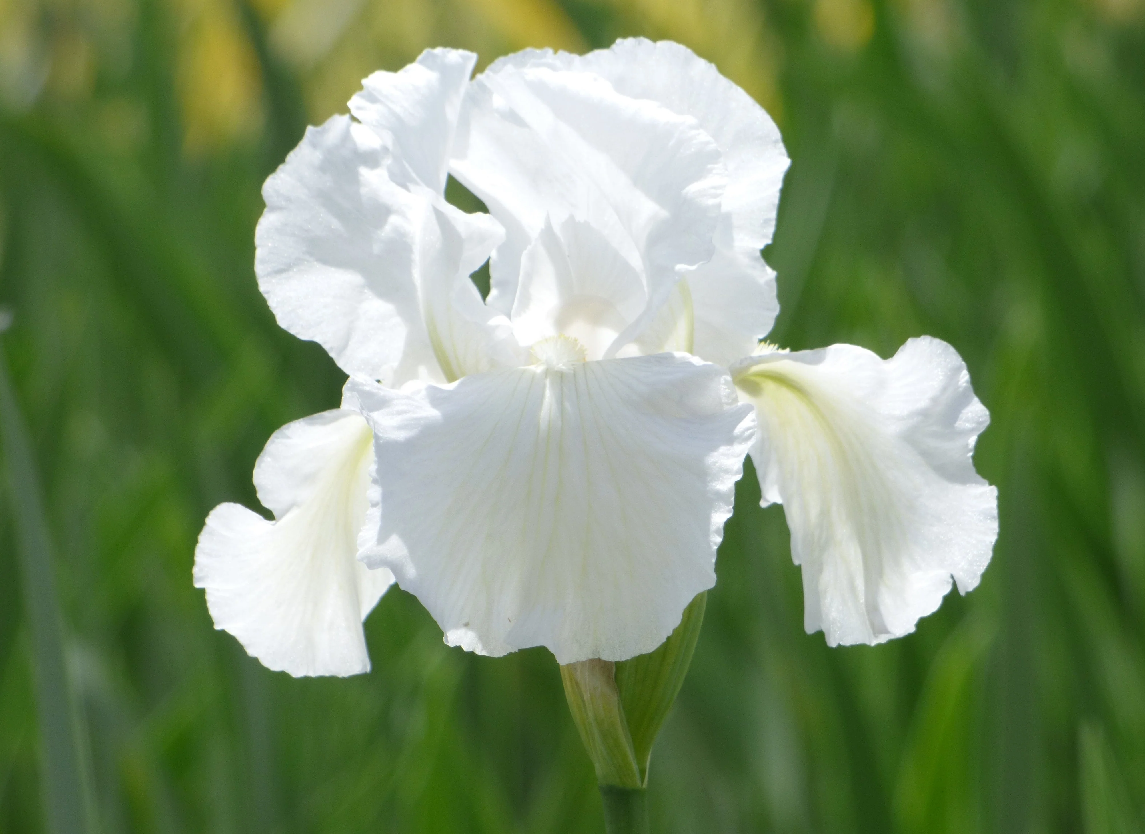 2026 Reblooming Collection - Image 3