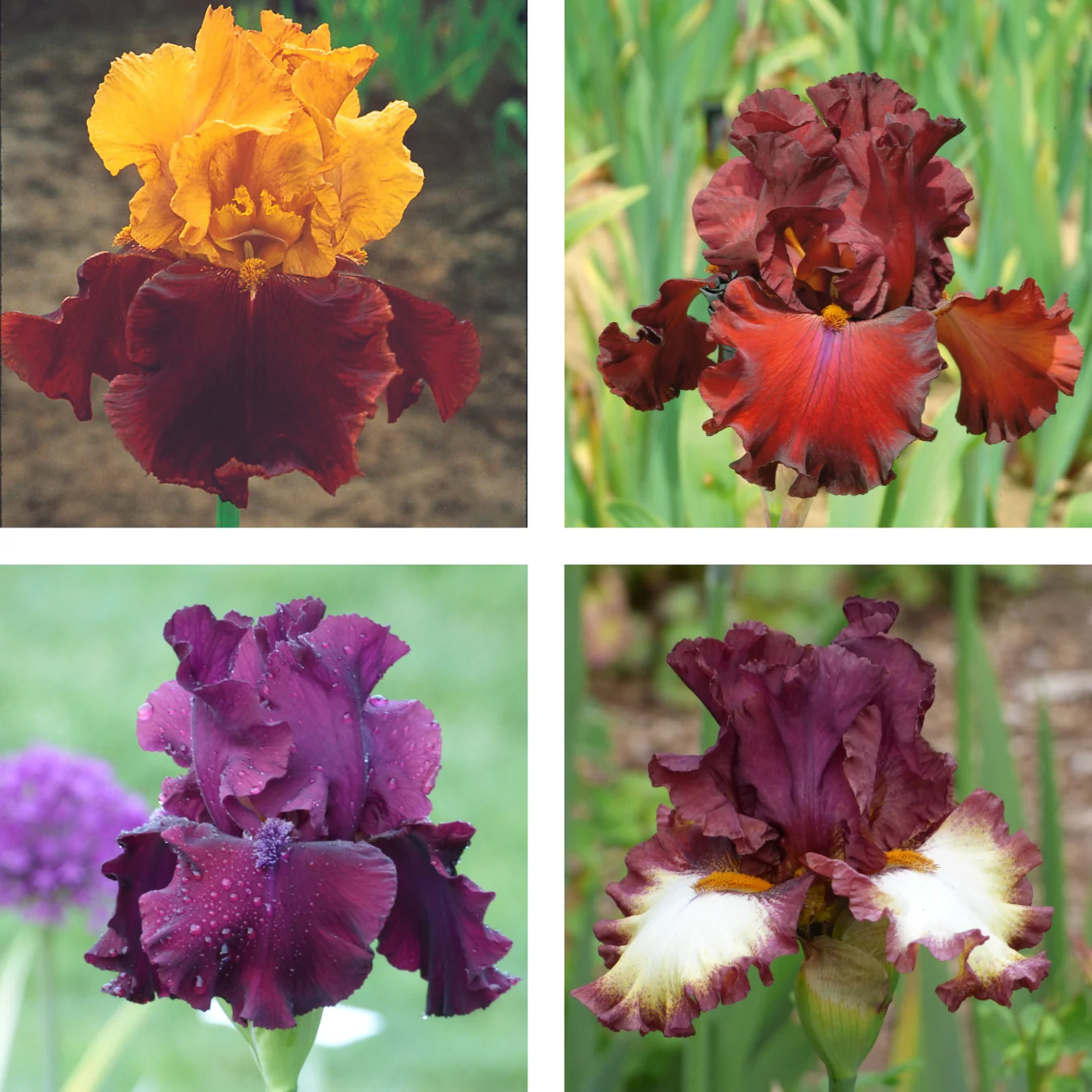 Color Collection, Red - 15, 25, or 50 - Image 2