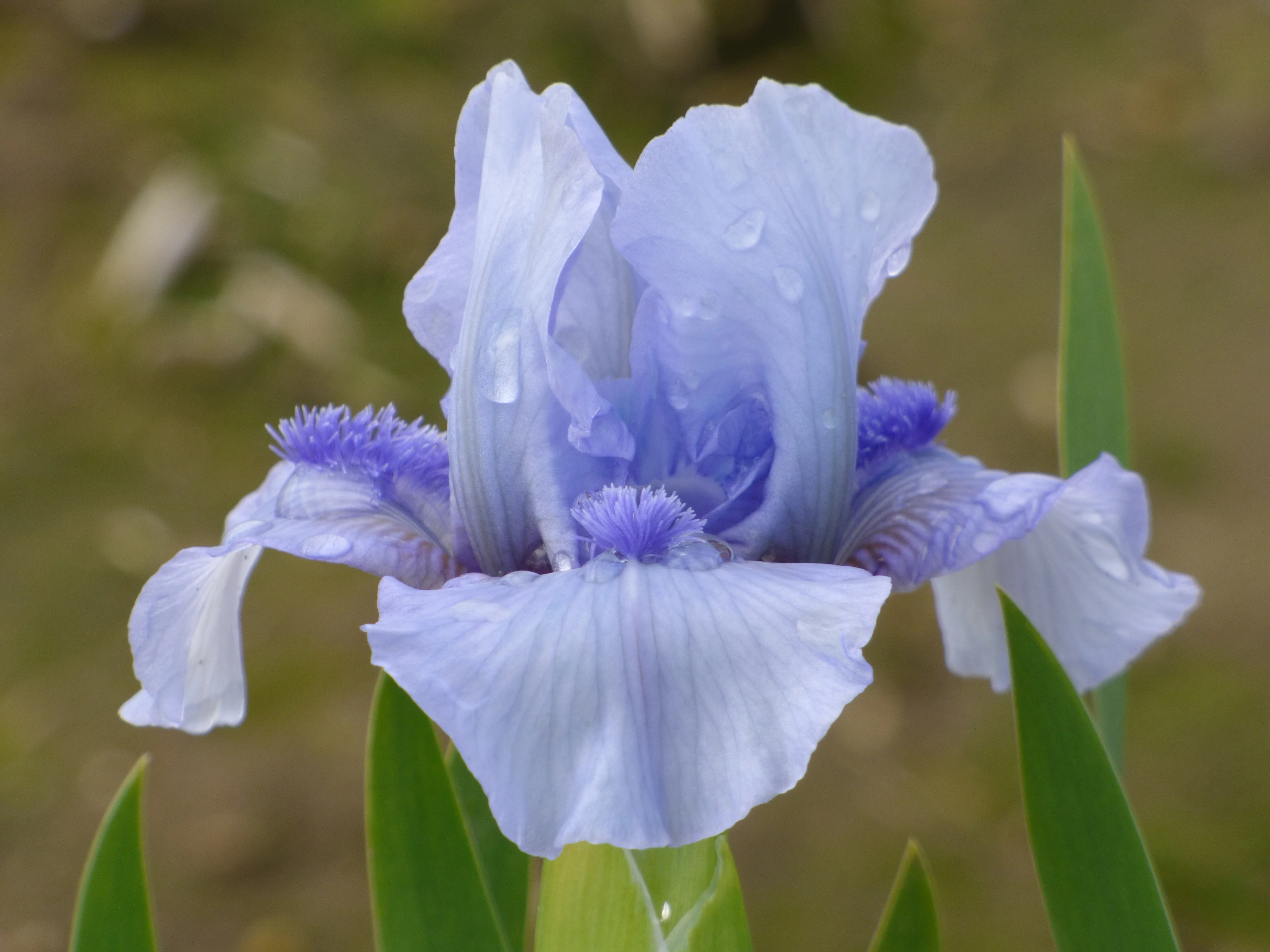 Repeat The Blues - Image 3