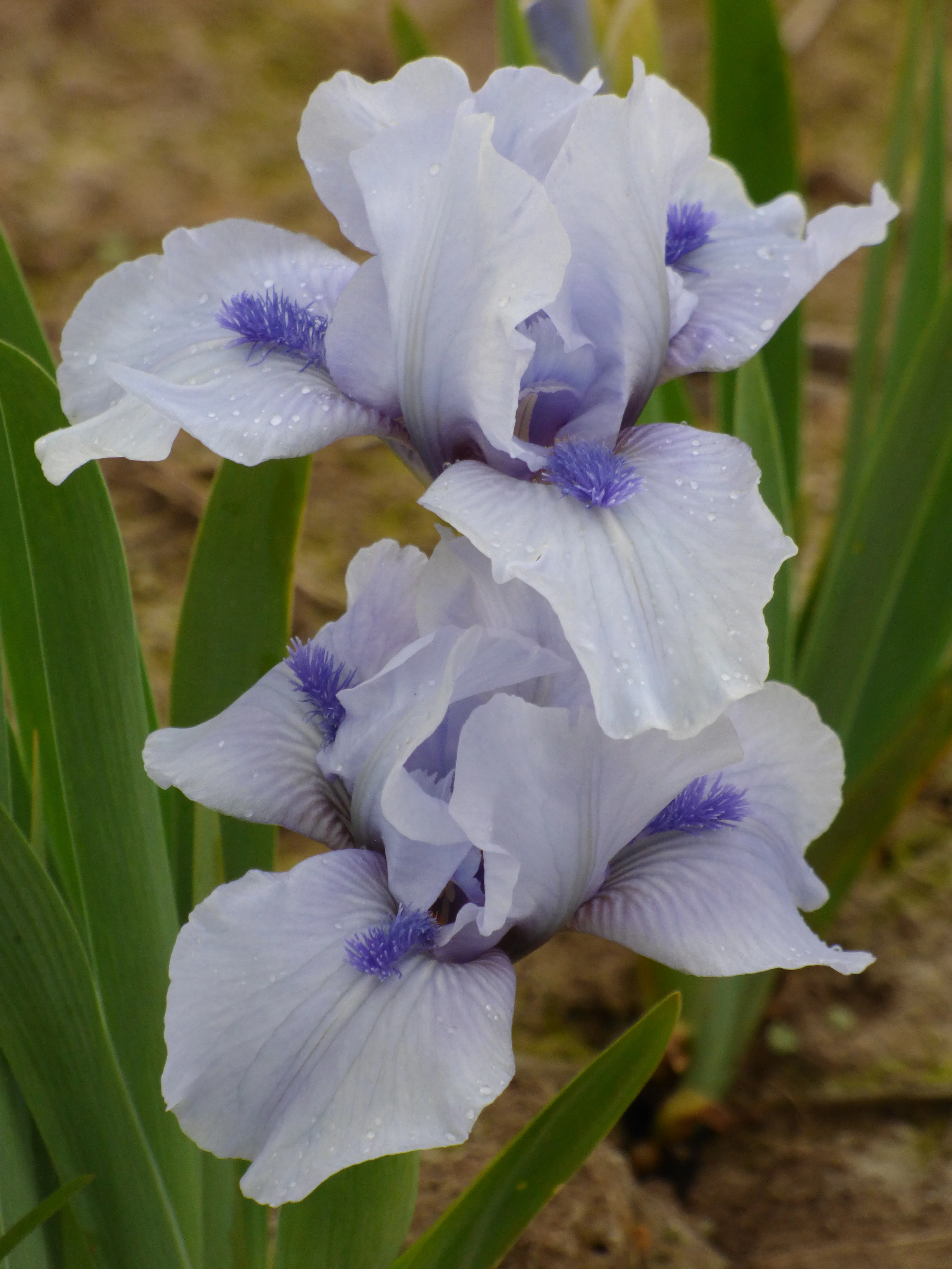 Repeat The Blues - Image 4
