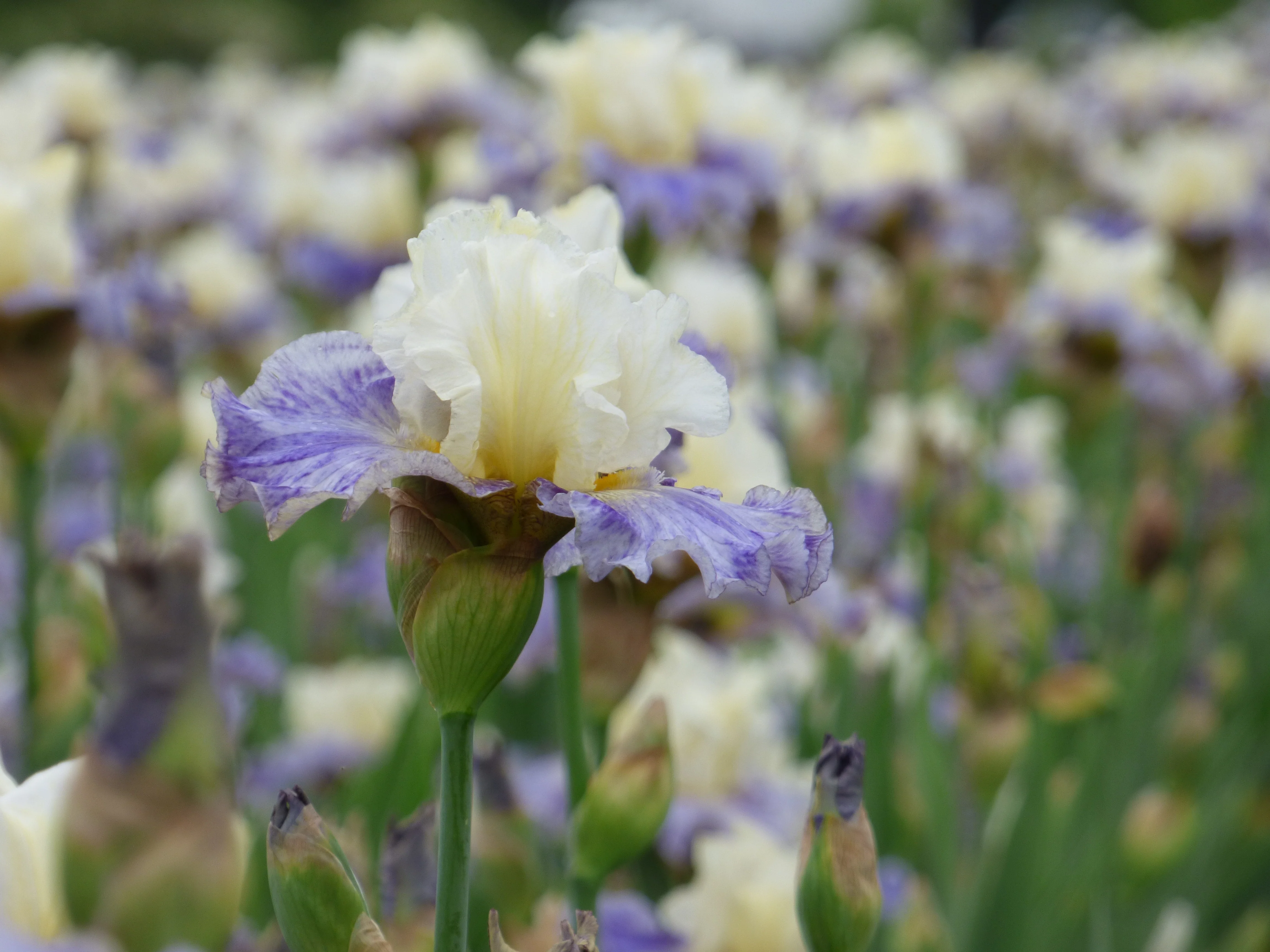 Rhizome Cowboy - Image 3