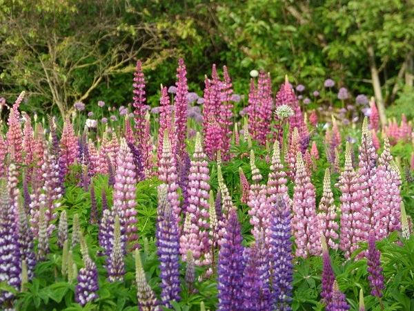 Russell Lupine Seeds - Image 3