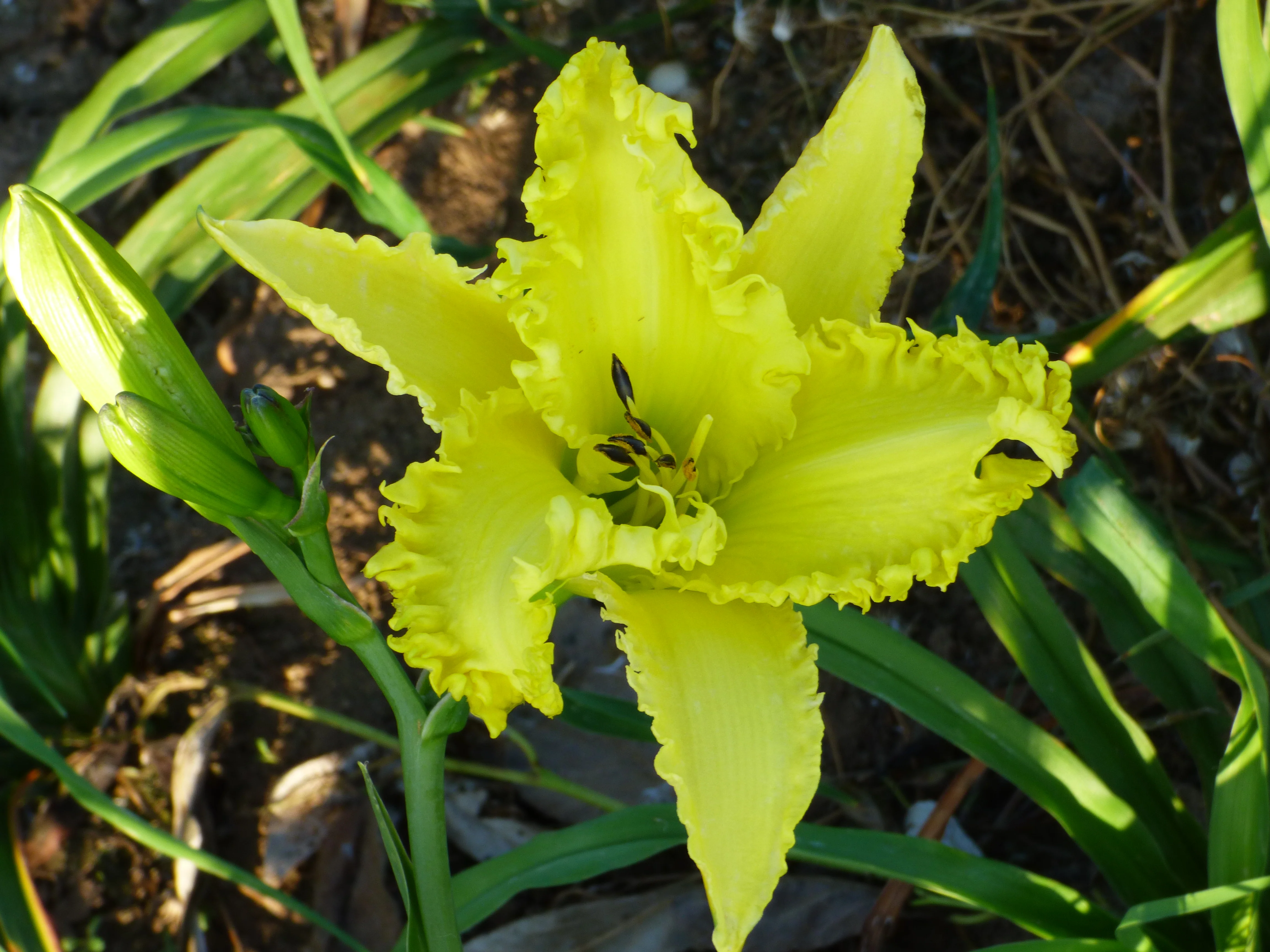 Shattered Glass (Daylily) - Image 2