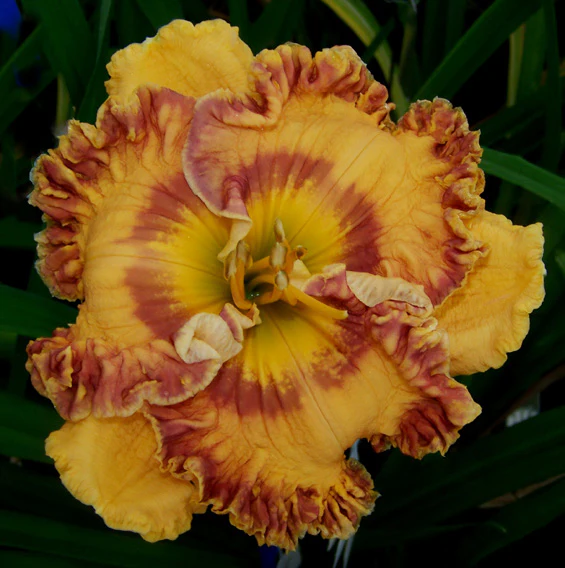 She Can Tango (Daylily)