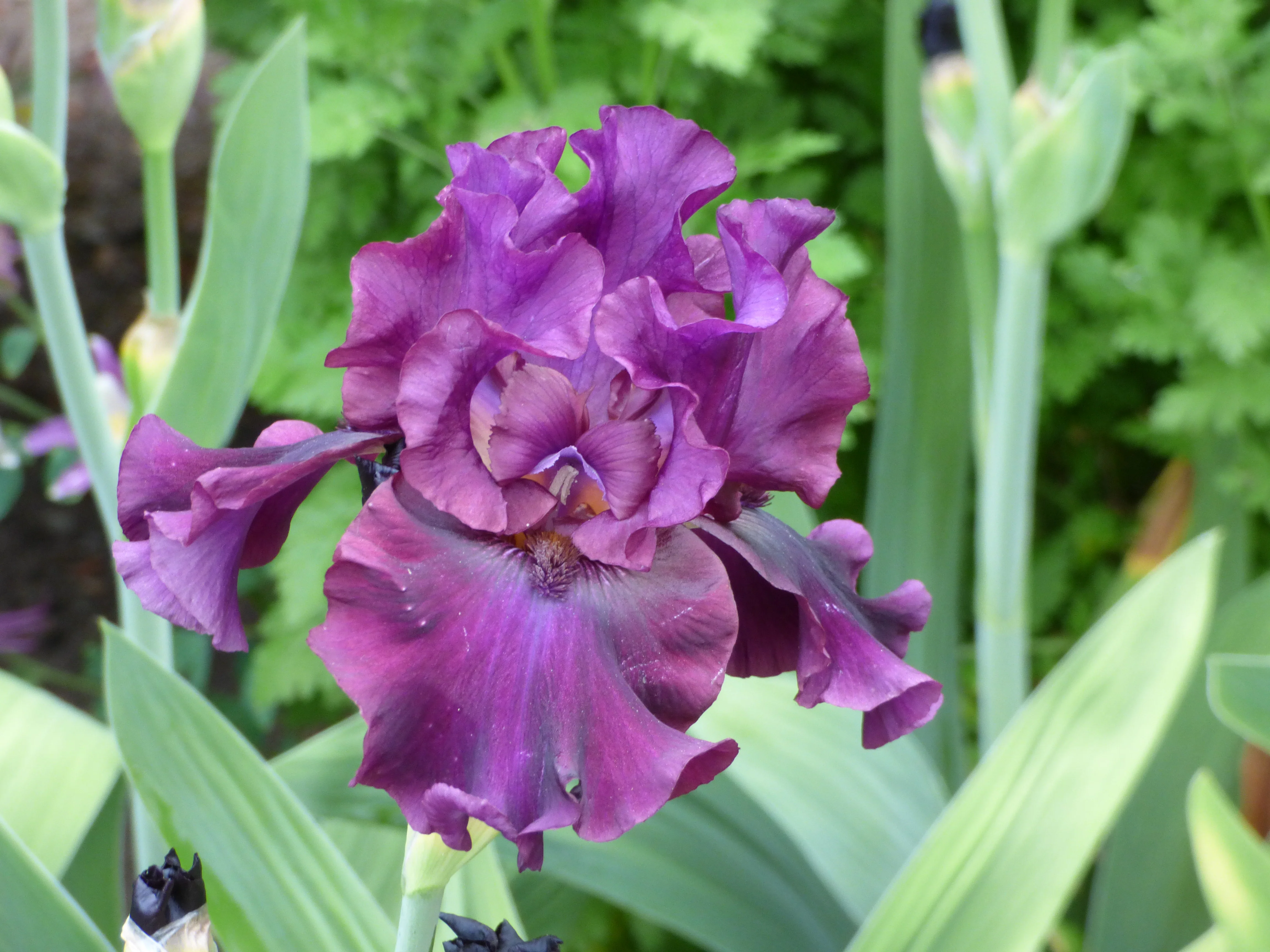 Silken Trim - Image 3