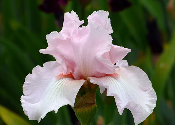 Sixtine's Pink
