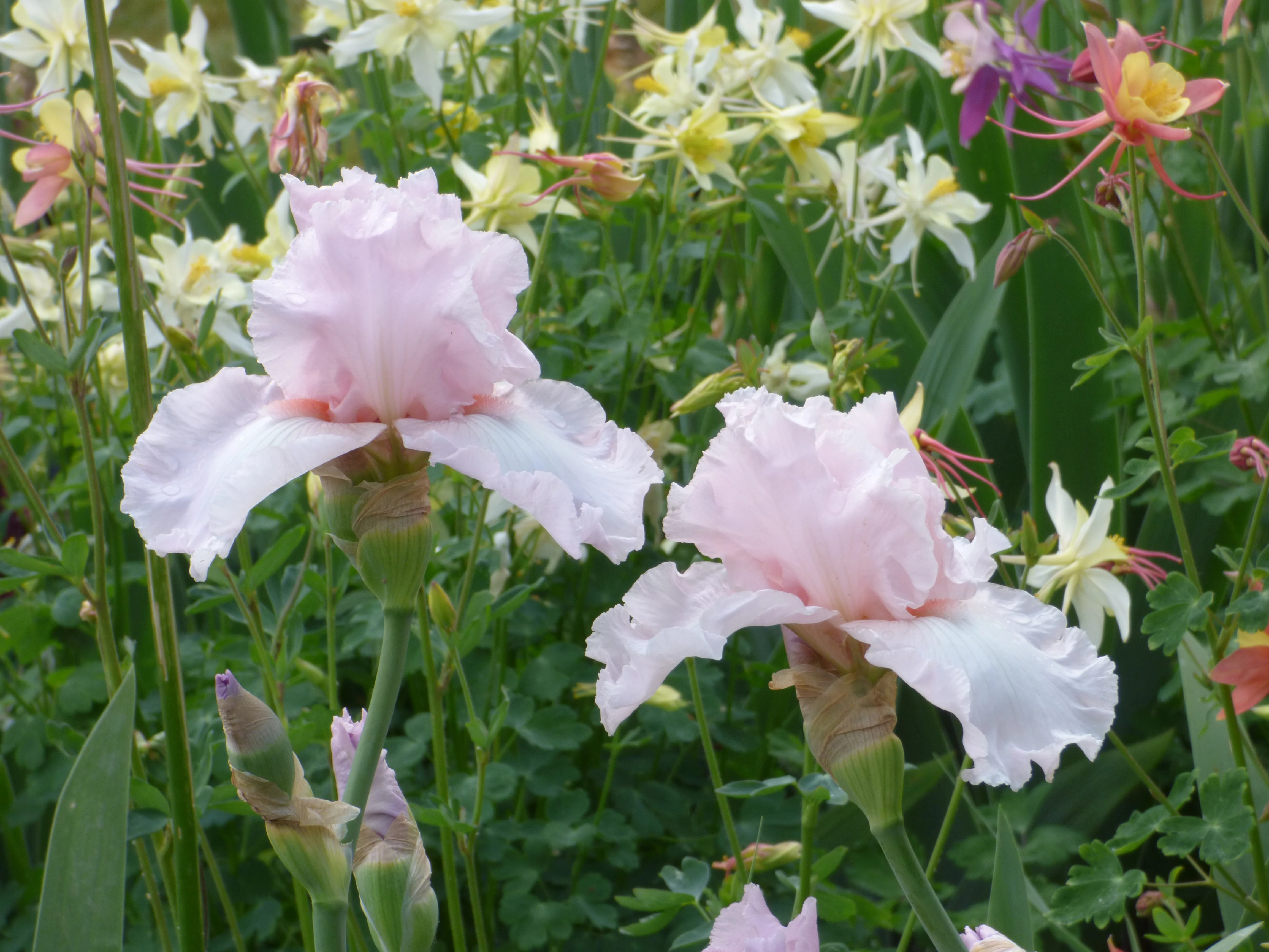 Sixtine's Pink - Image 2