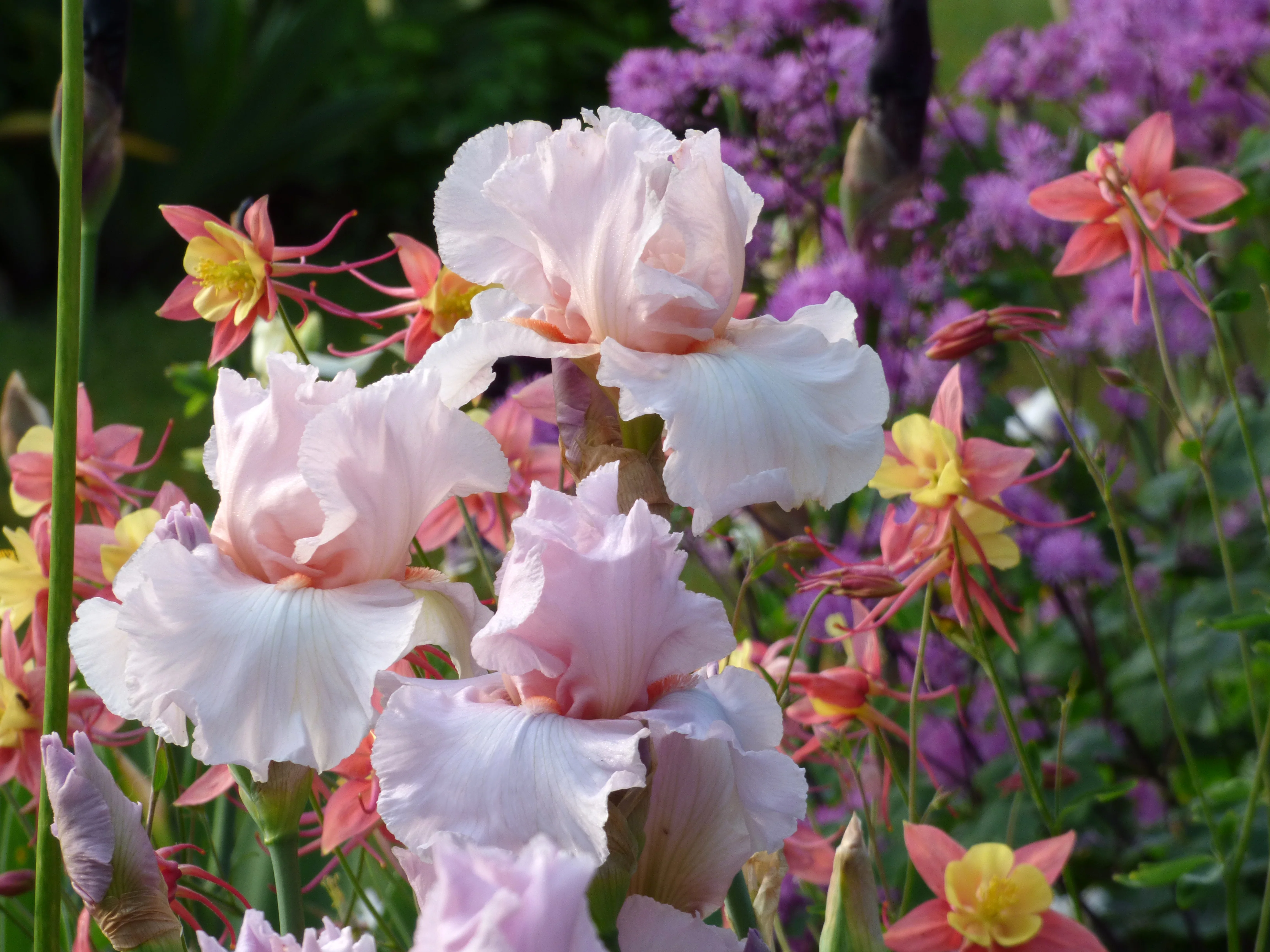 Sixtine's Pink - Image 3