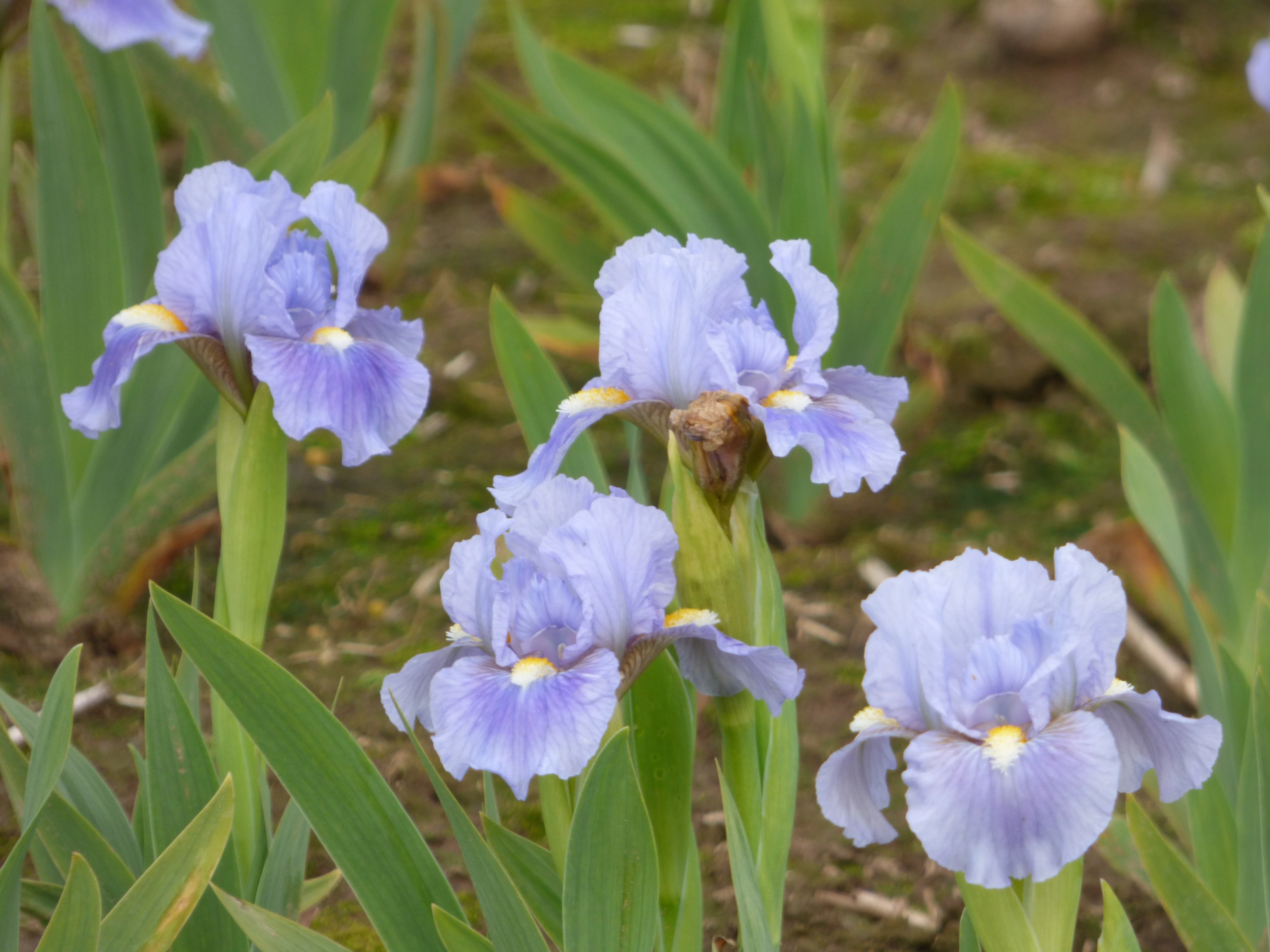 Sky of Blue - Image 4