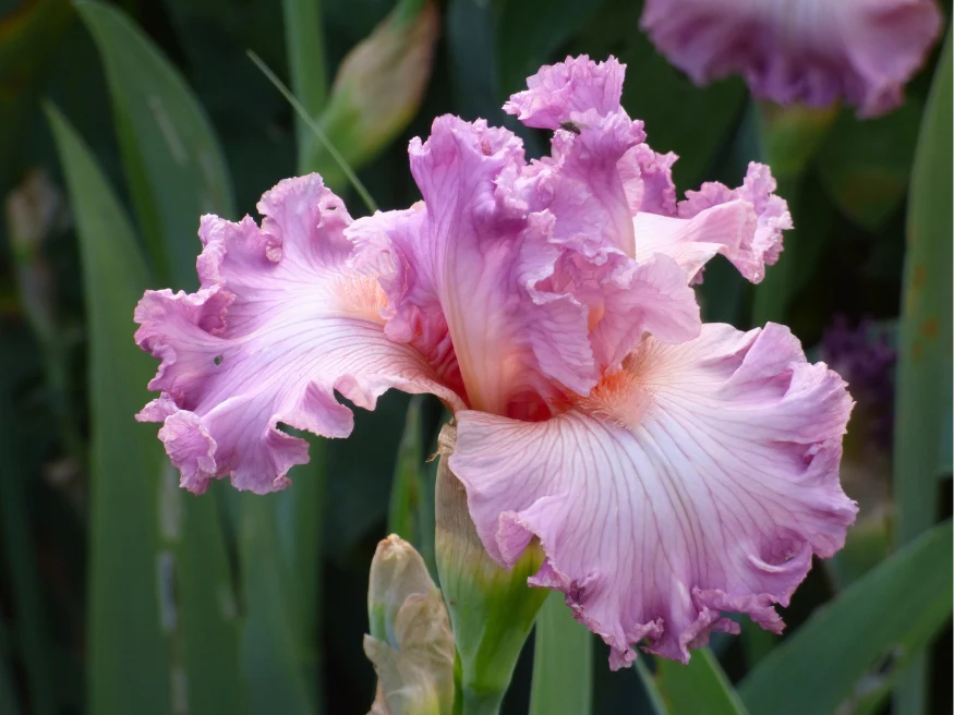 Social Graces - Image 2