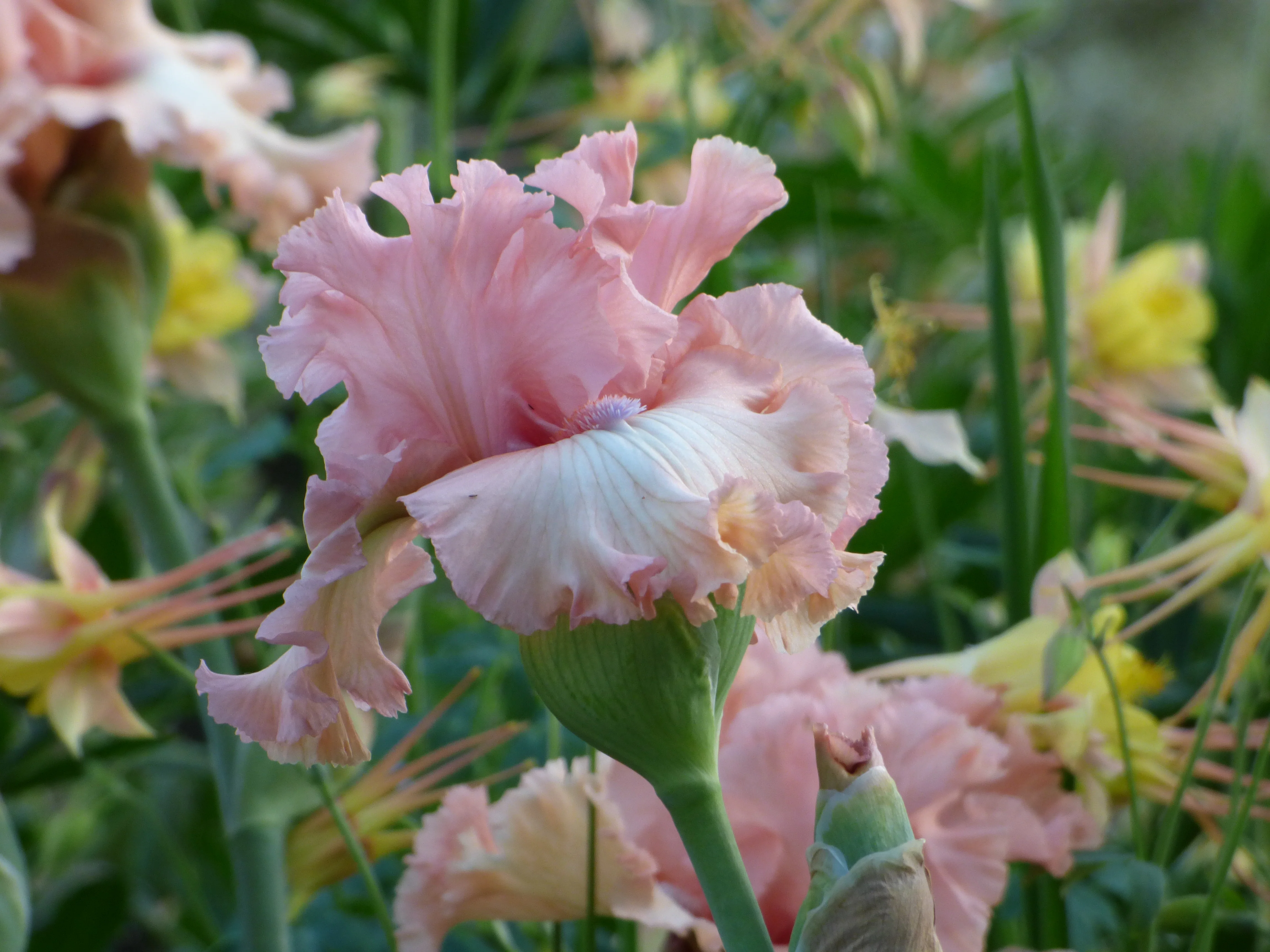 Sugar High - Image 3