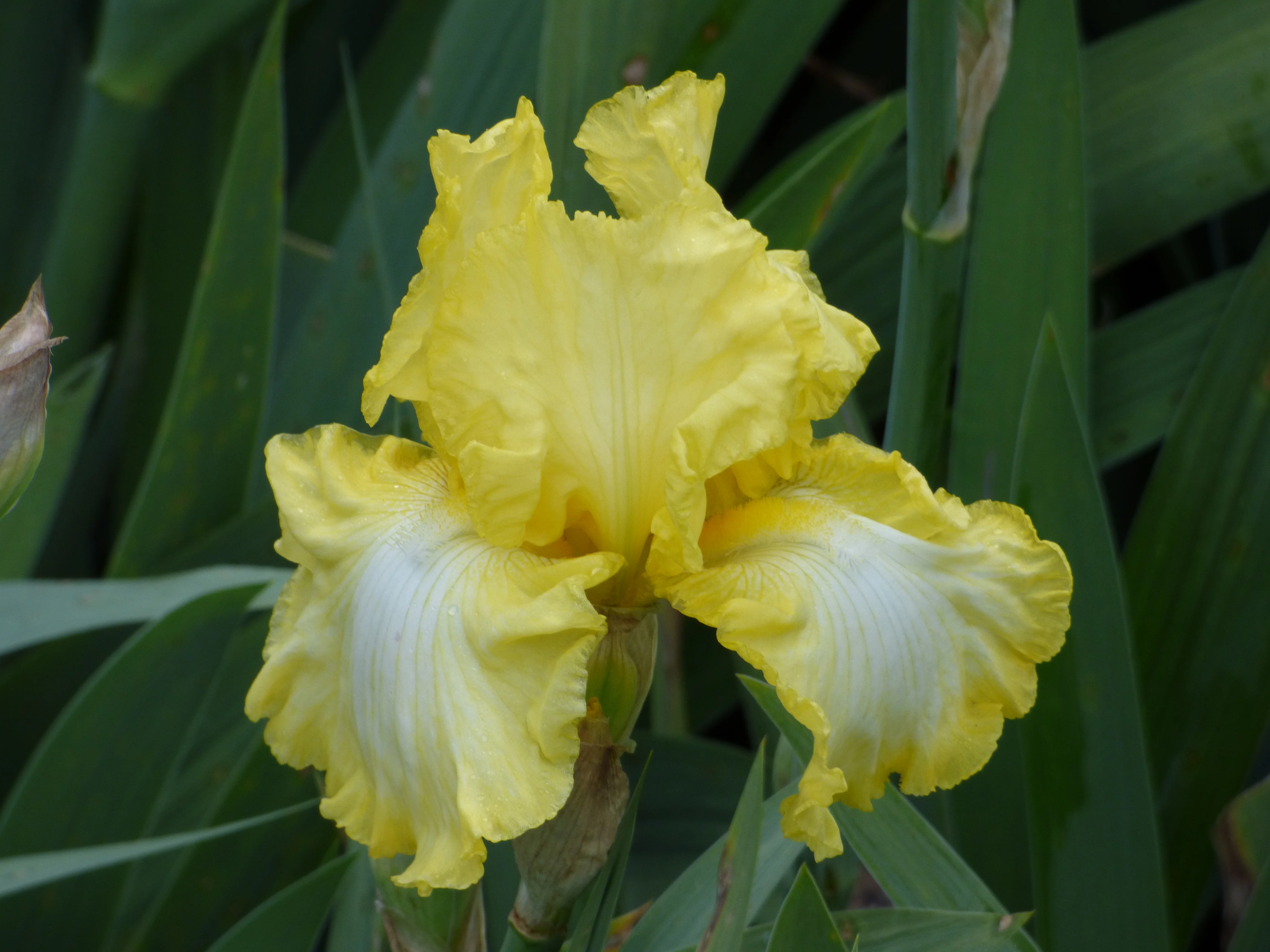 Summer Olympics - Image 5