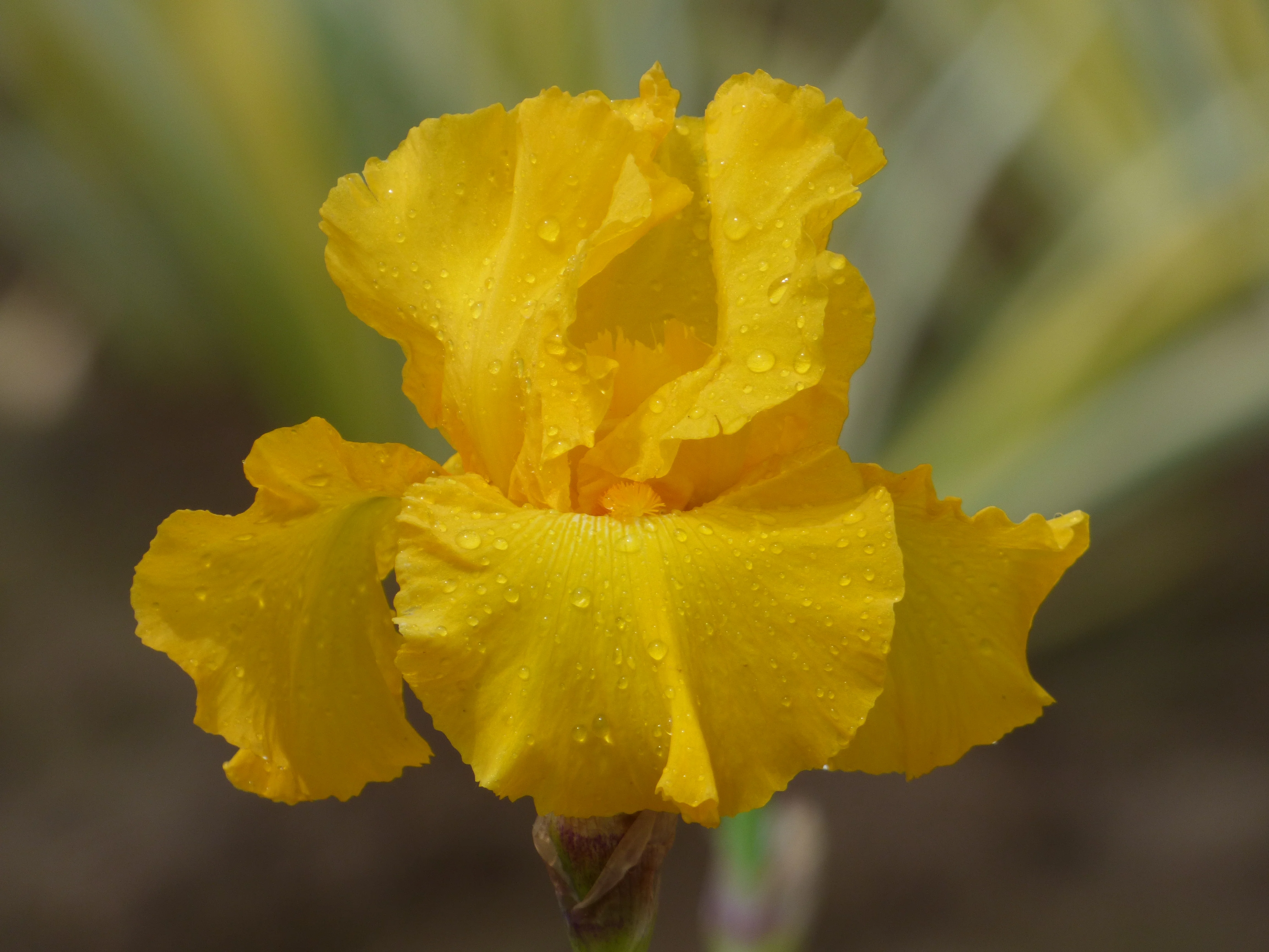 Summer Sunburst