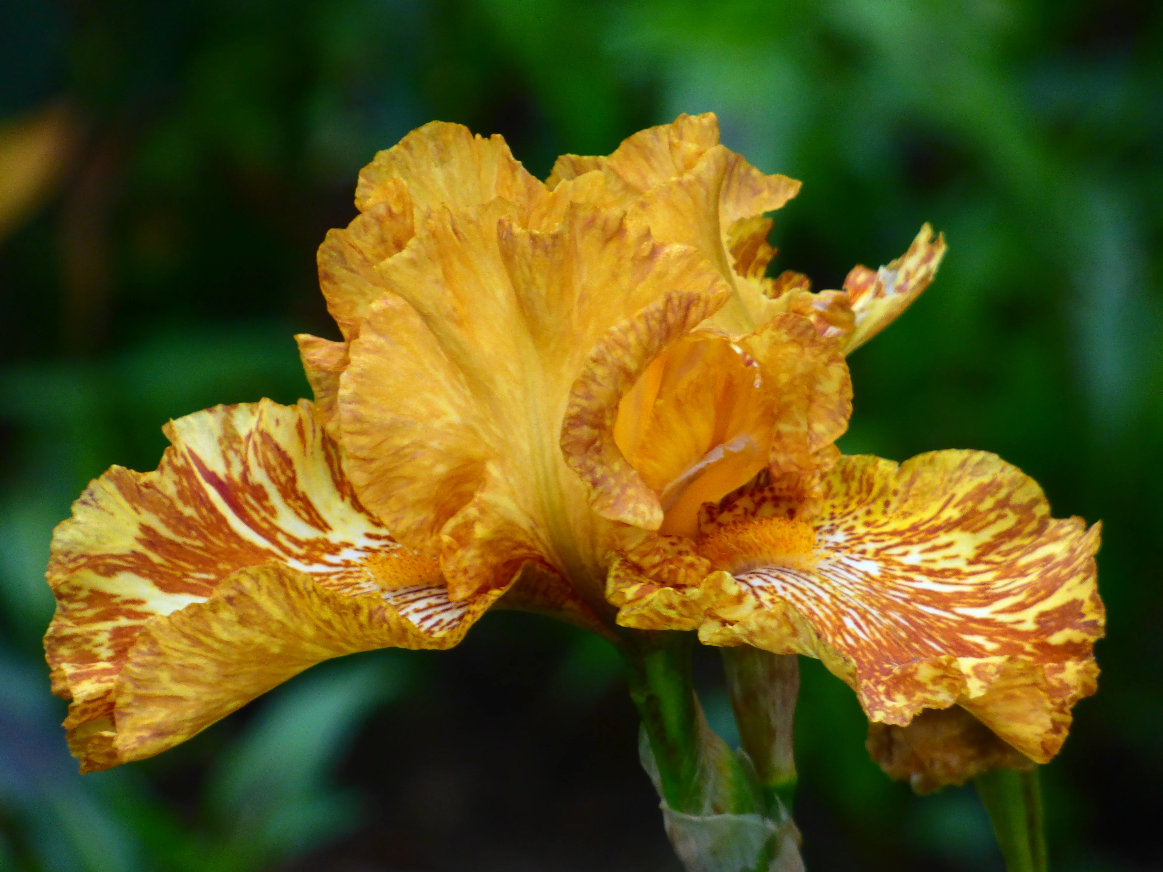 Tiger Honey - Image 3