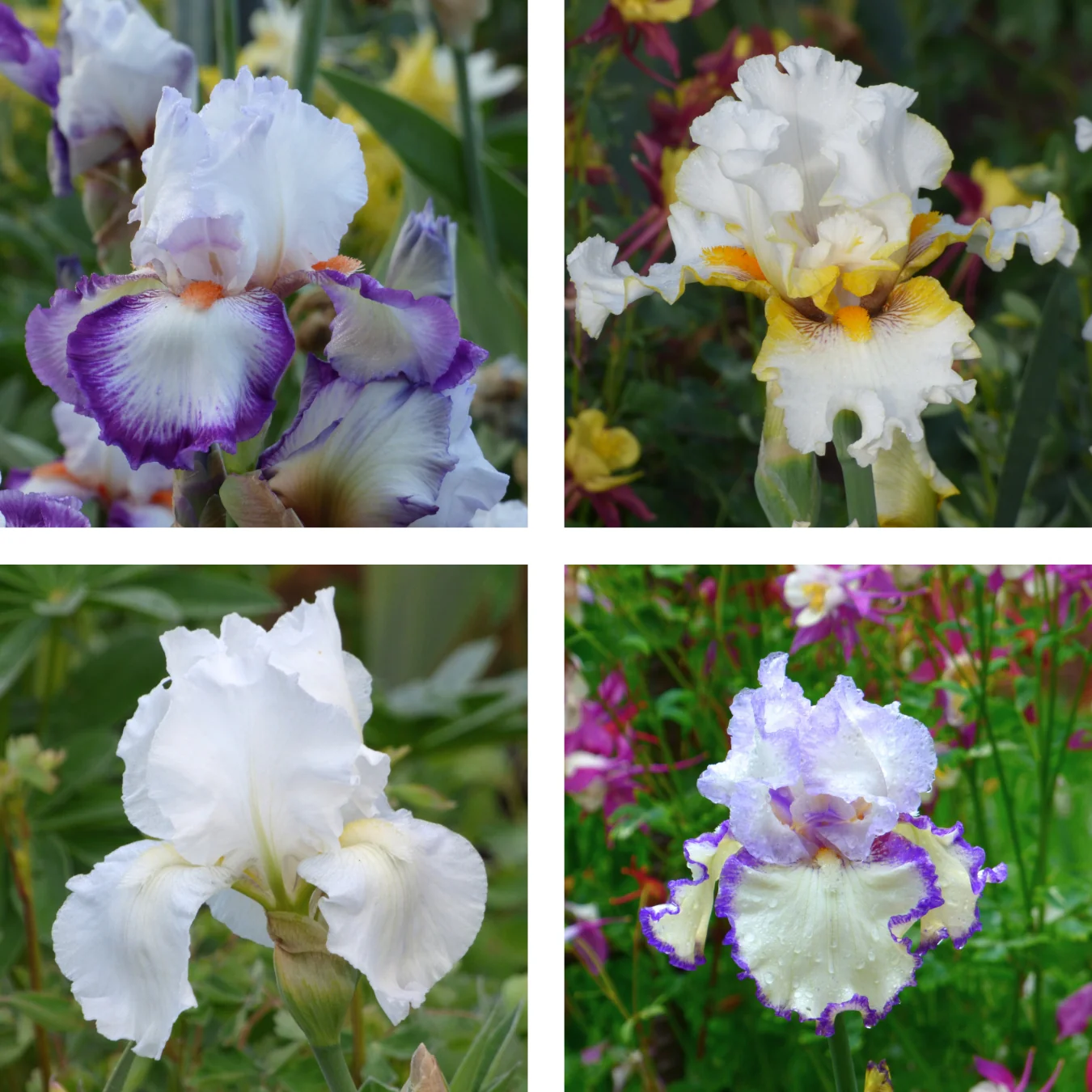 Color Collection, White - 15, 25, or 50 - Image 4