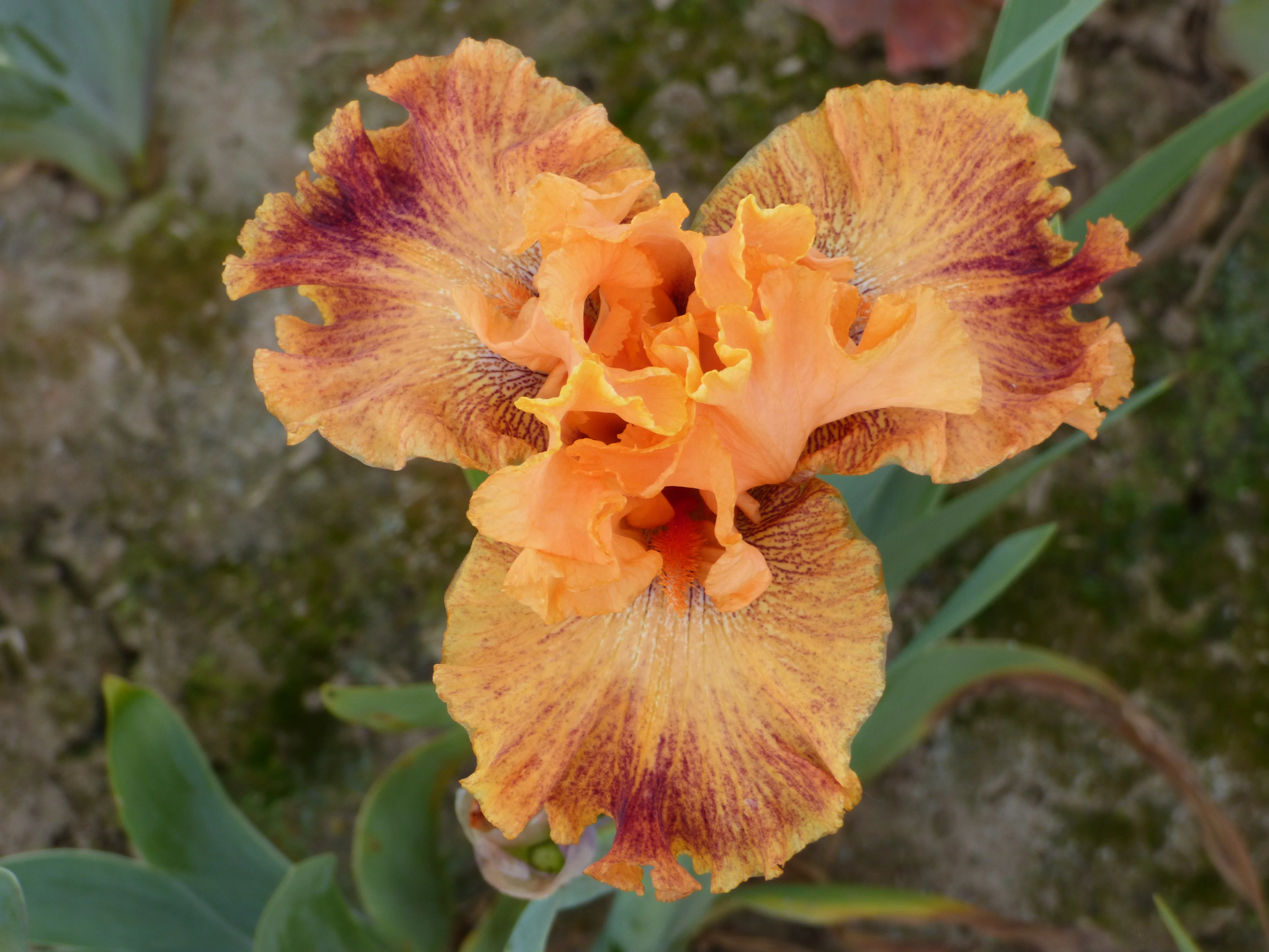 Wild - Image 2