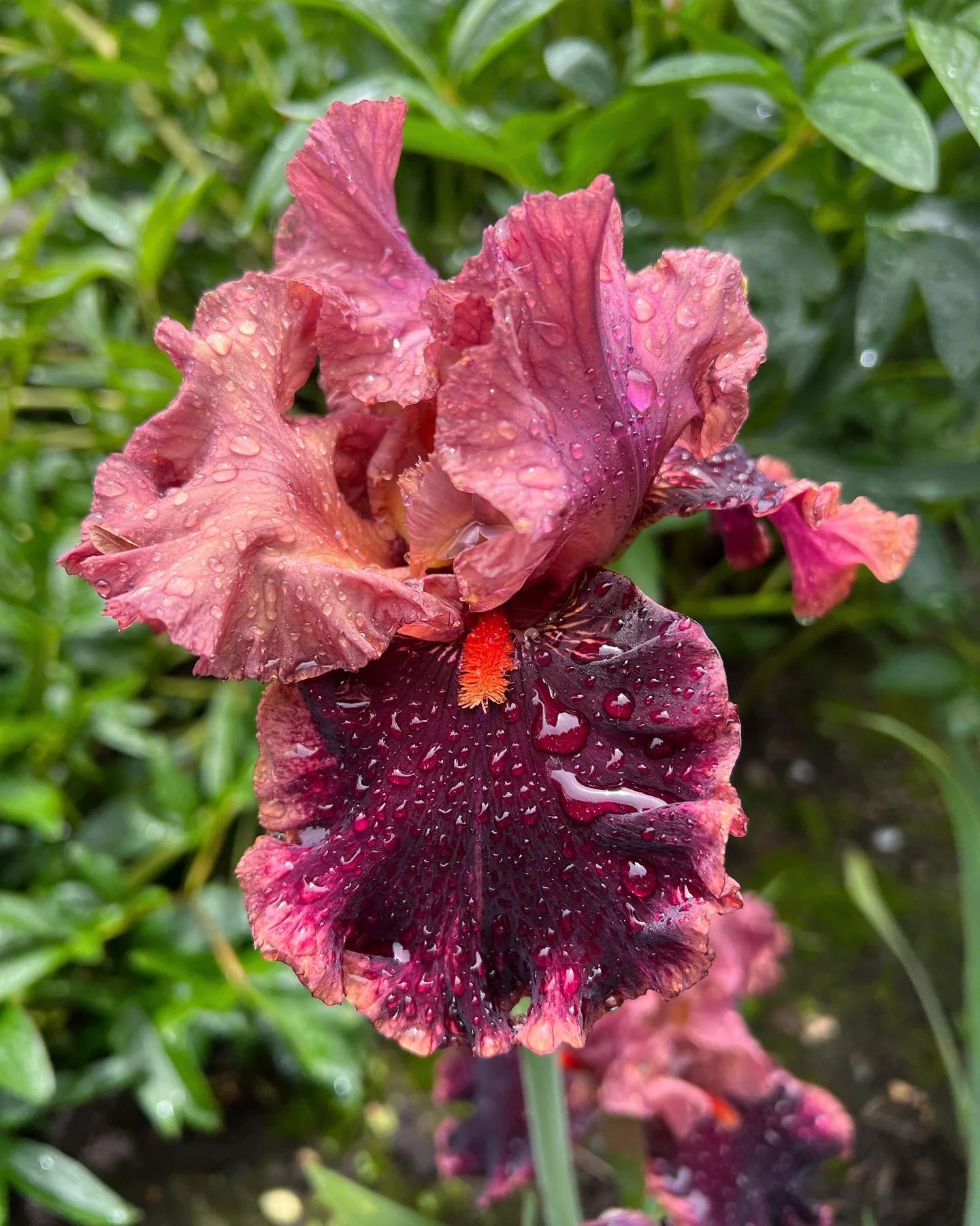 Wildcat Red - Image 3