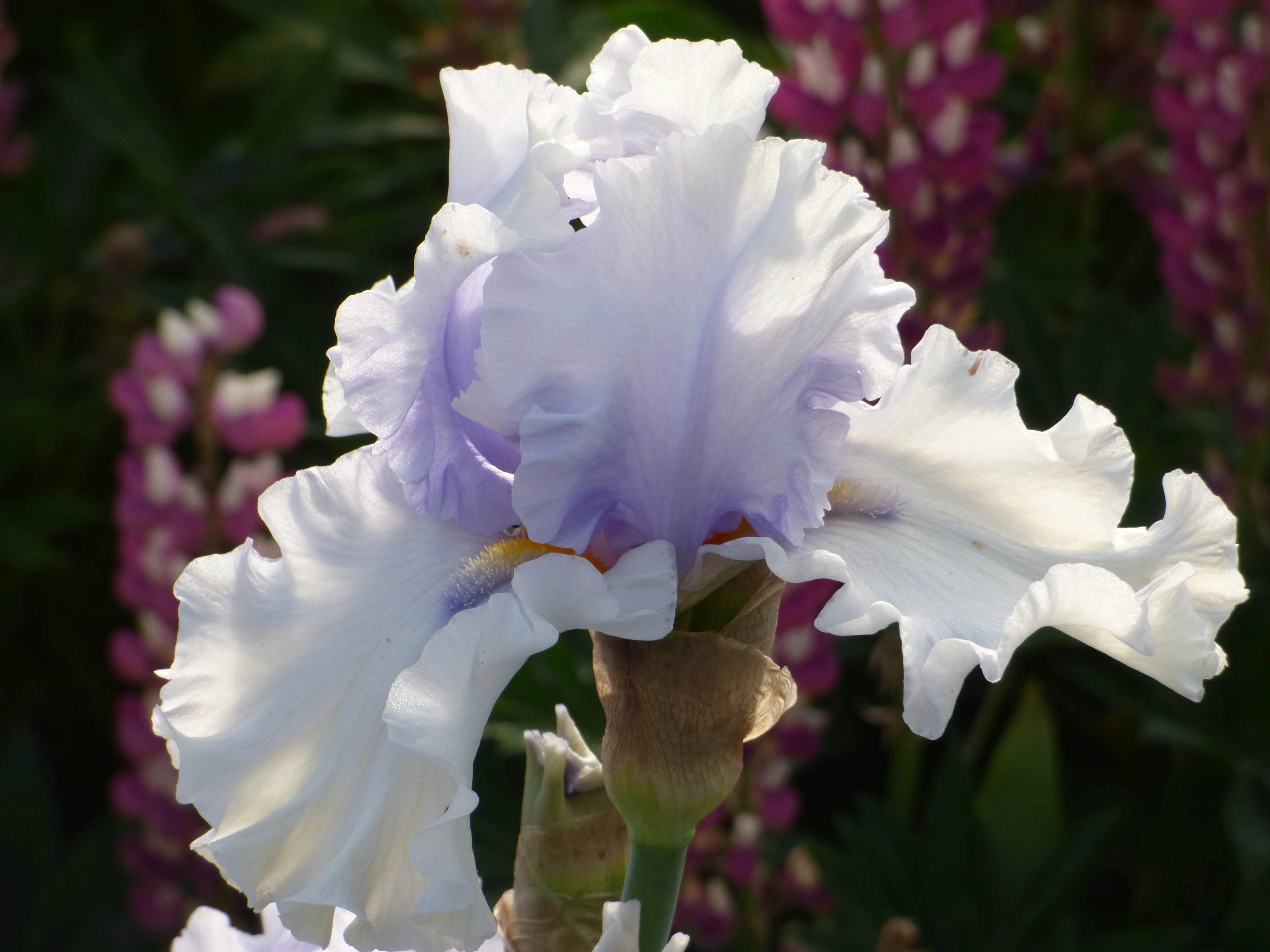 Willamette Mist (Iris)
