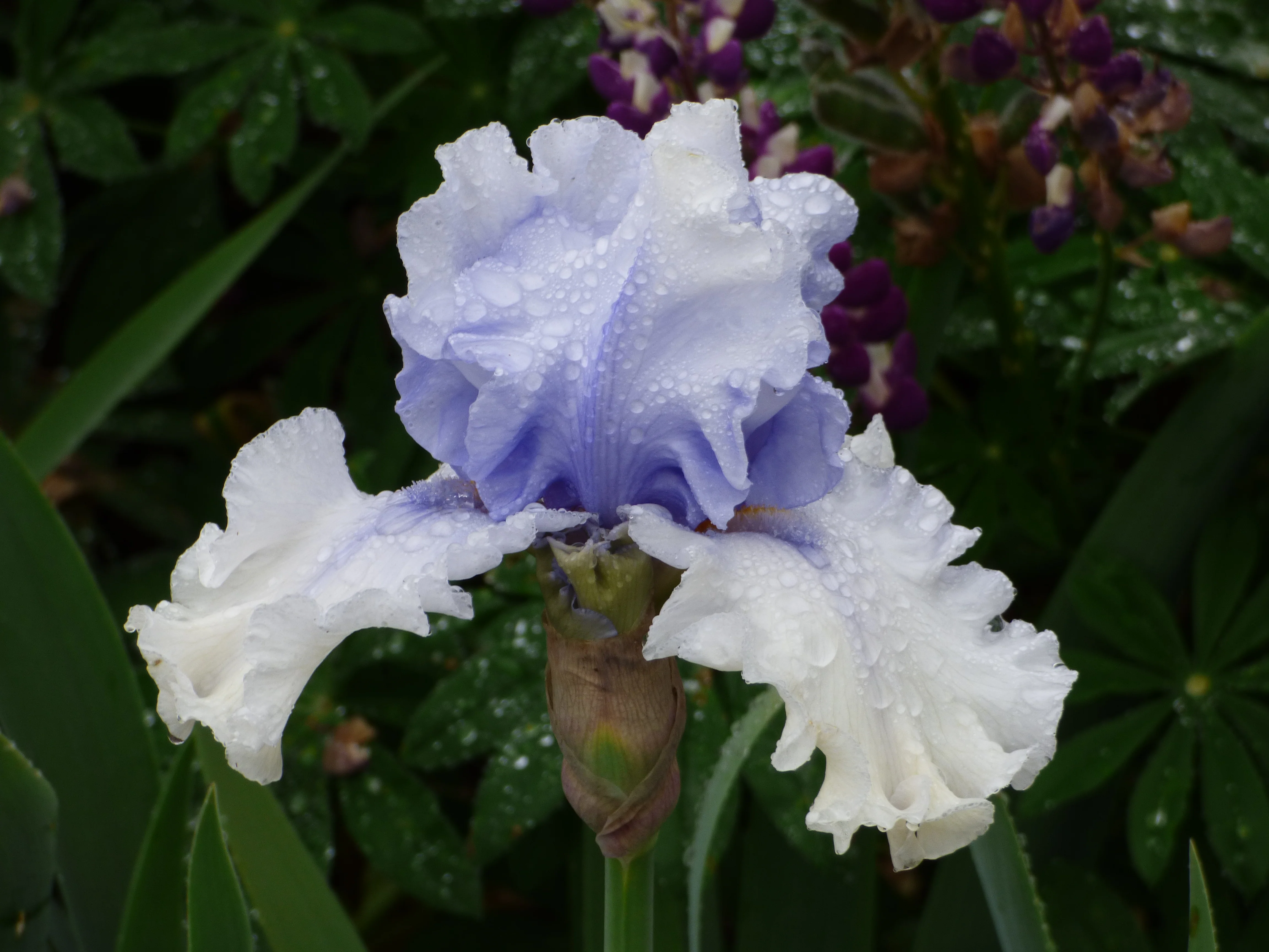 Willamette Mist (Iris) - Image 2