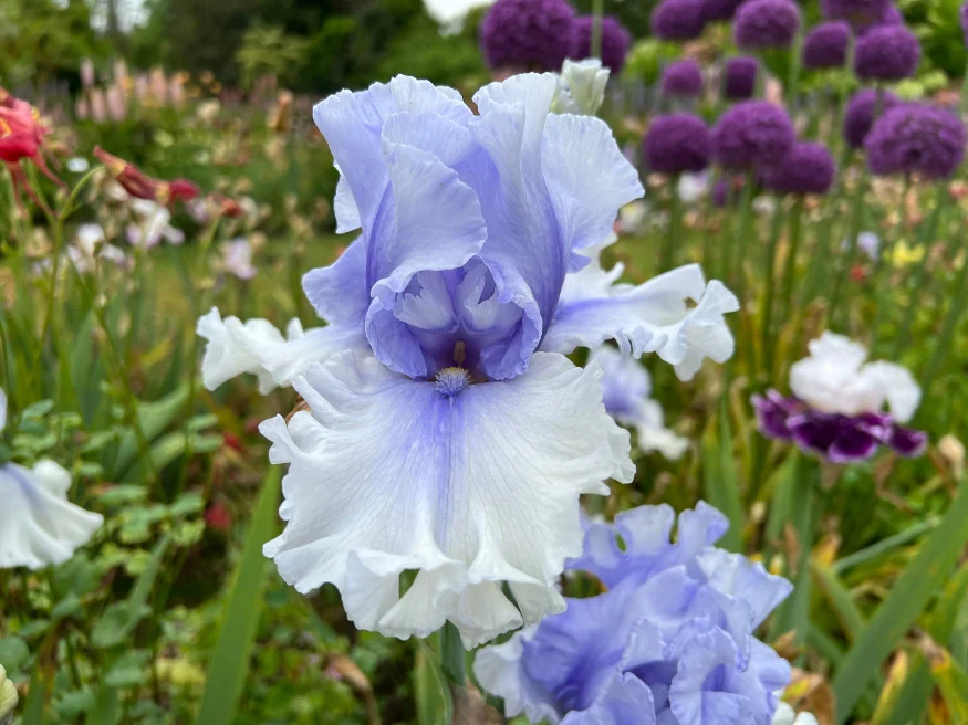 Willamette Mist (Iris) - Image 3