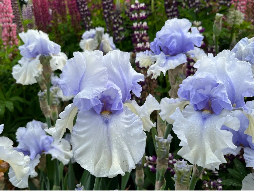 Willamette Mist (Iris) - Image 4