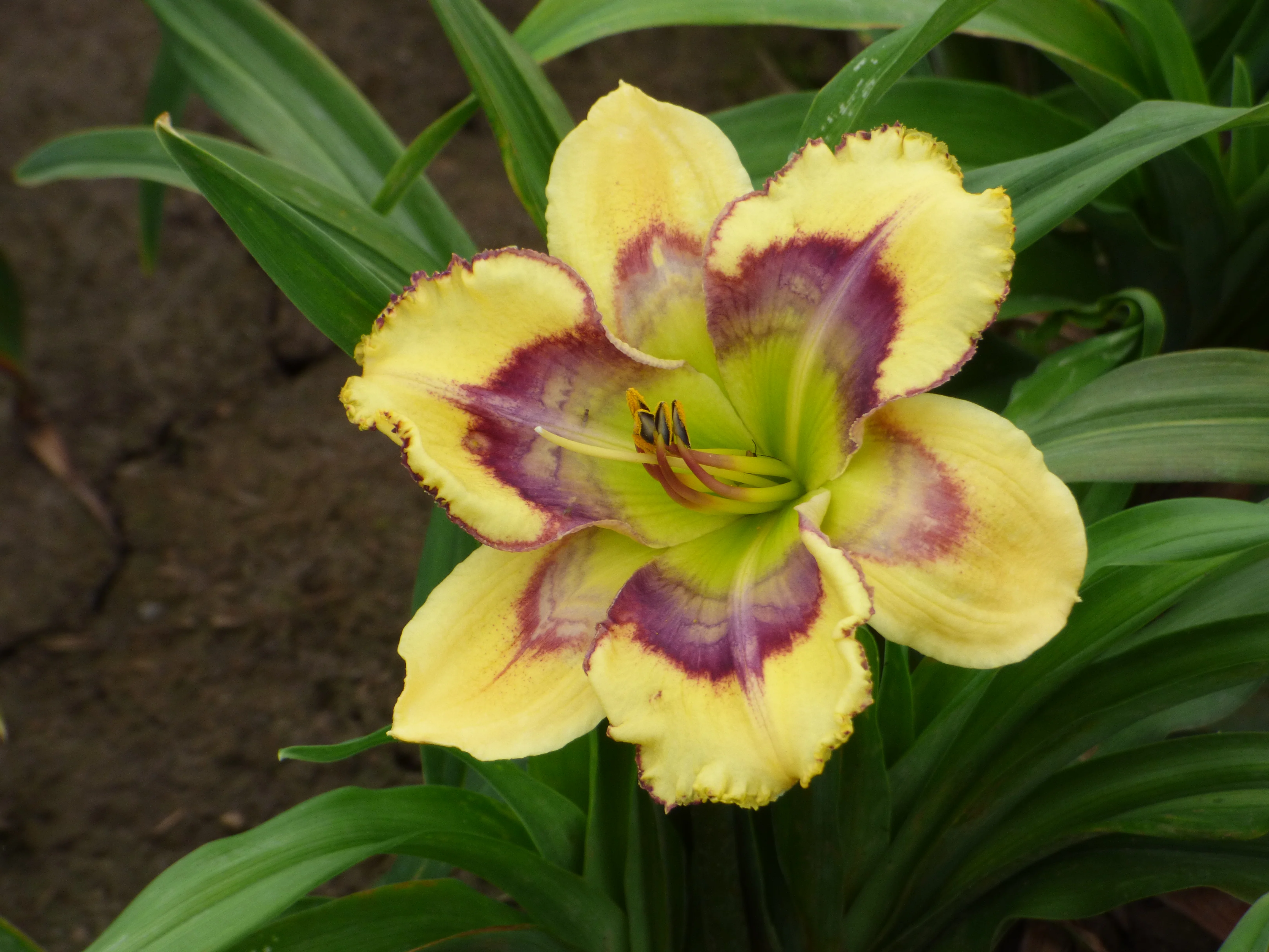 Yo-Yo (Daylily) - Image 2
